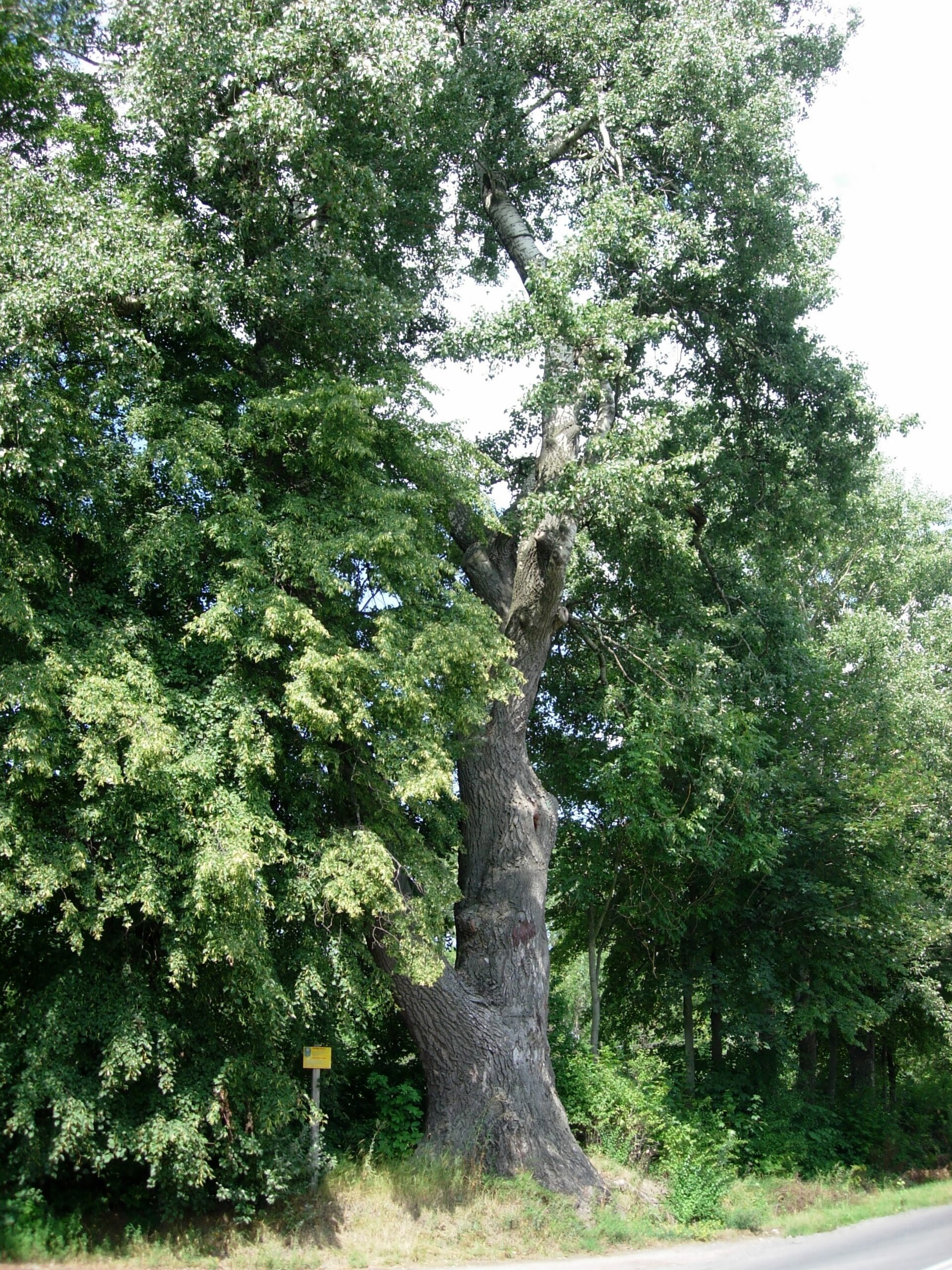 Pioppo bianco