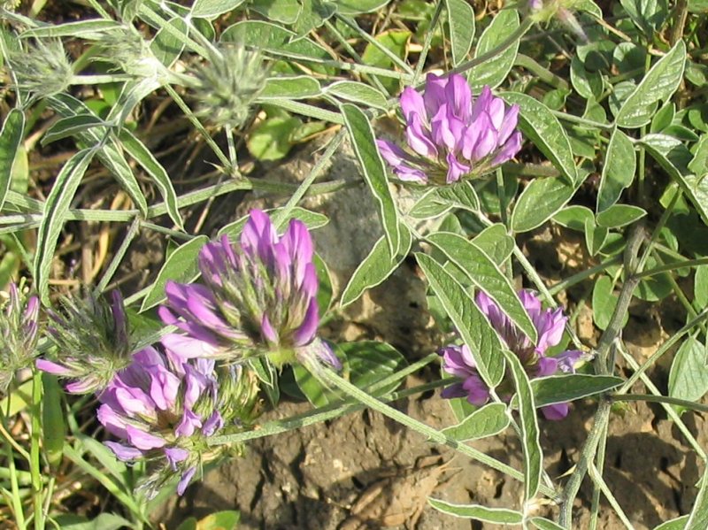 Trifoglio bituminoso