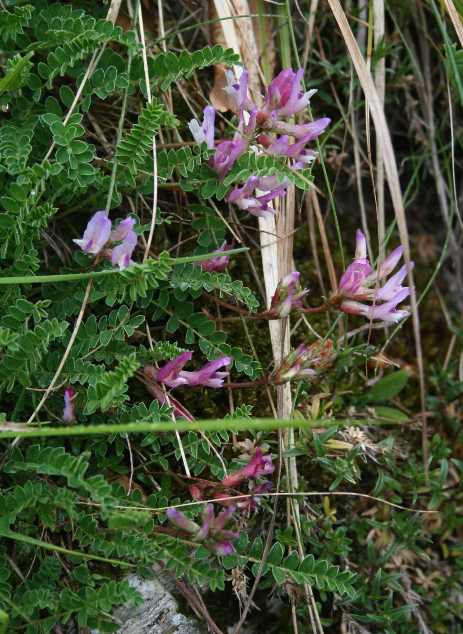 Astragalo rosato