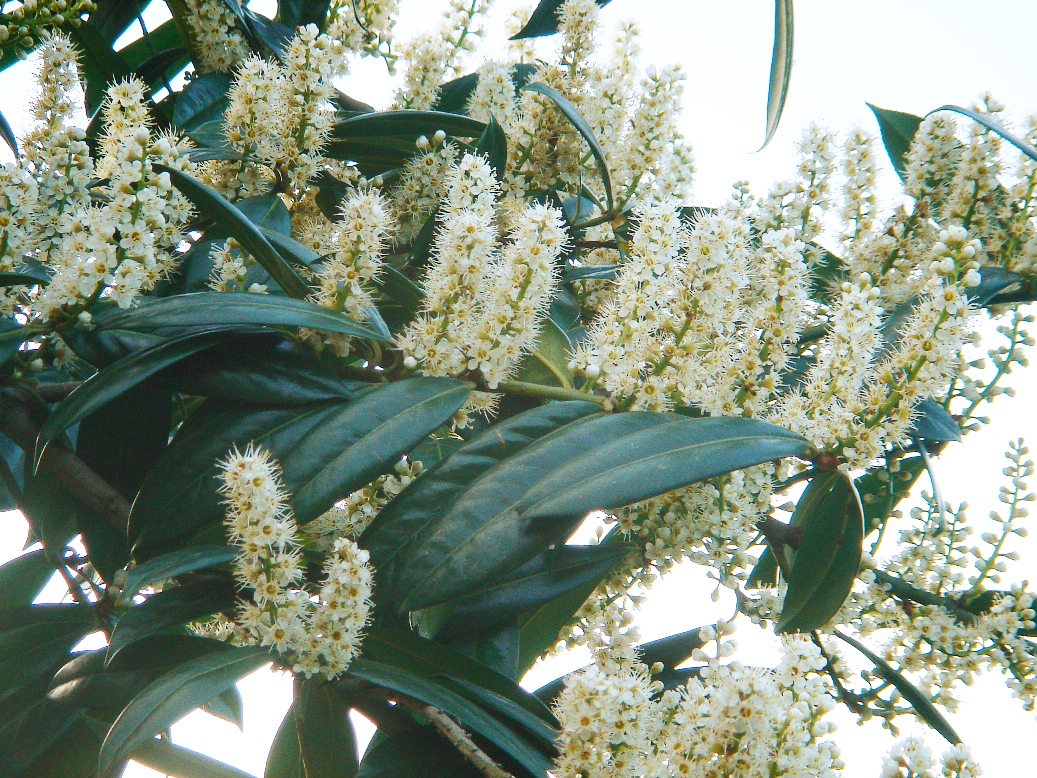 Lauroceraso