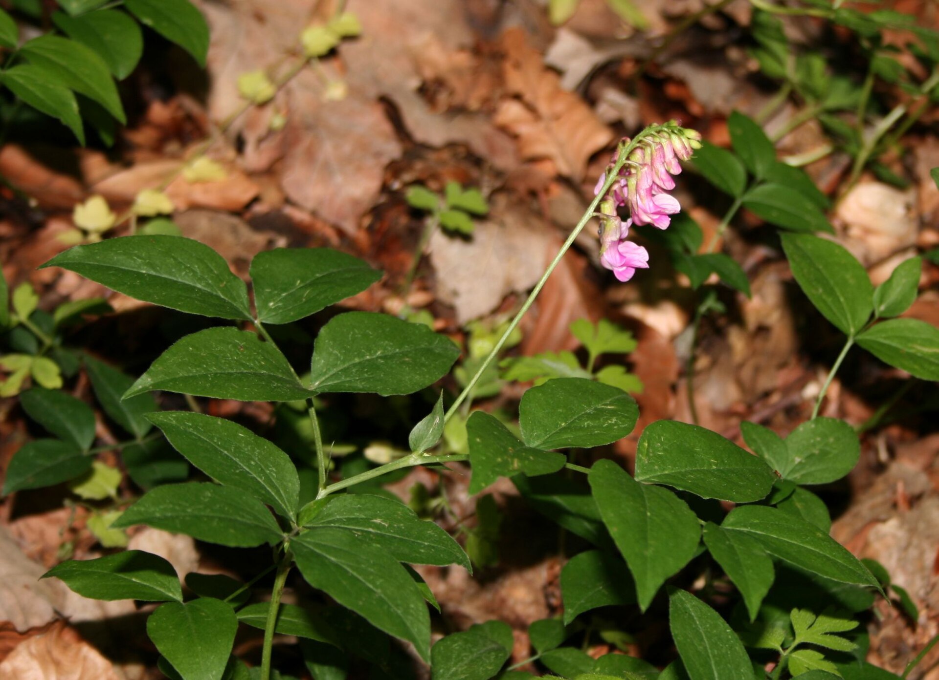 Cicerchia veneta