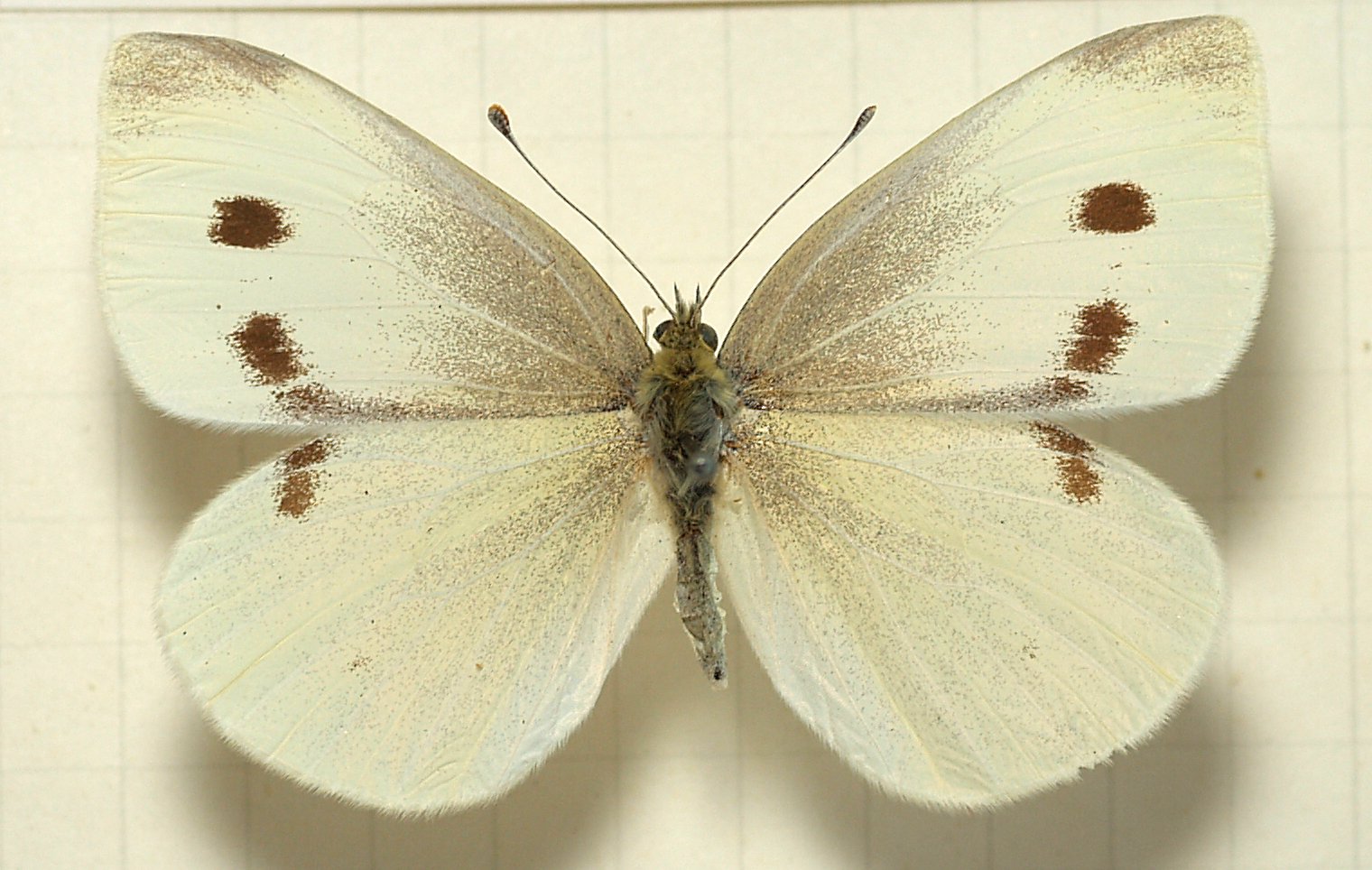 Cavolaia minore