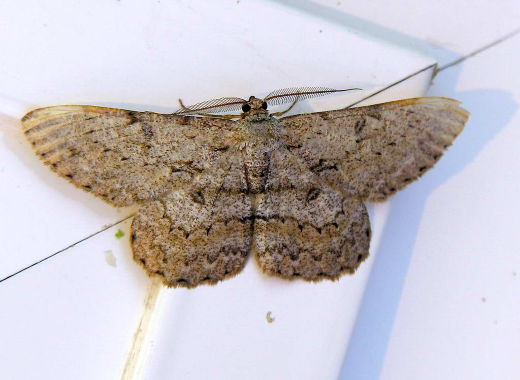 Hypomecis punctinalis