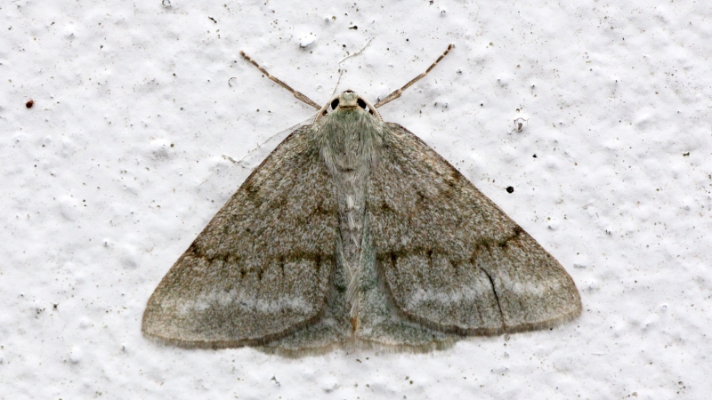 Pseudoterpna coronillaria