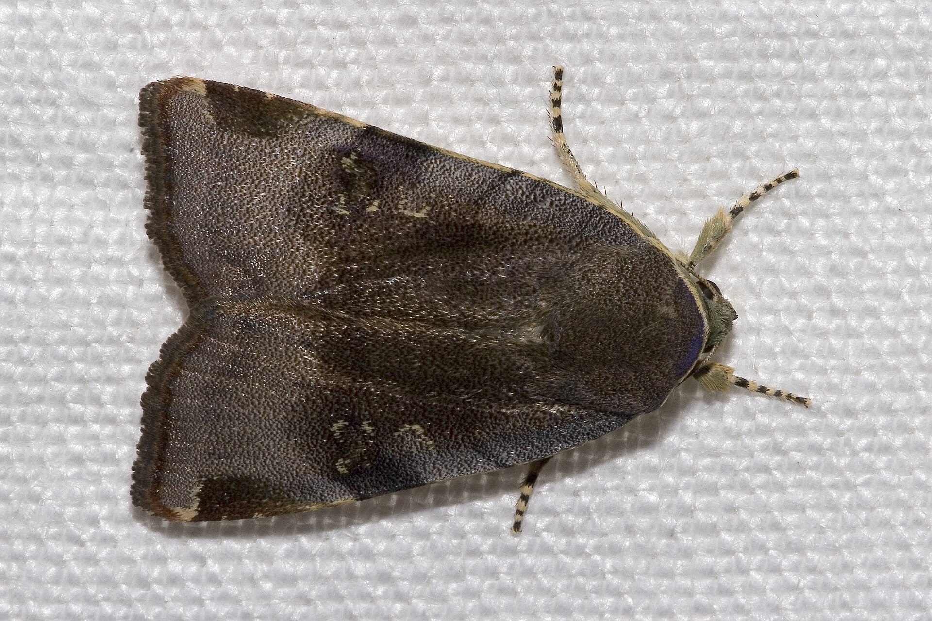 Noctua janthina