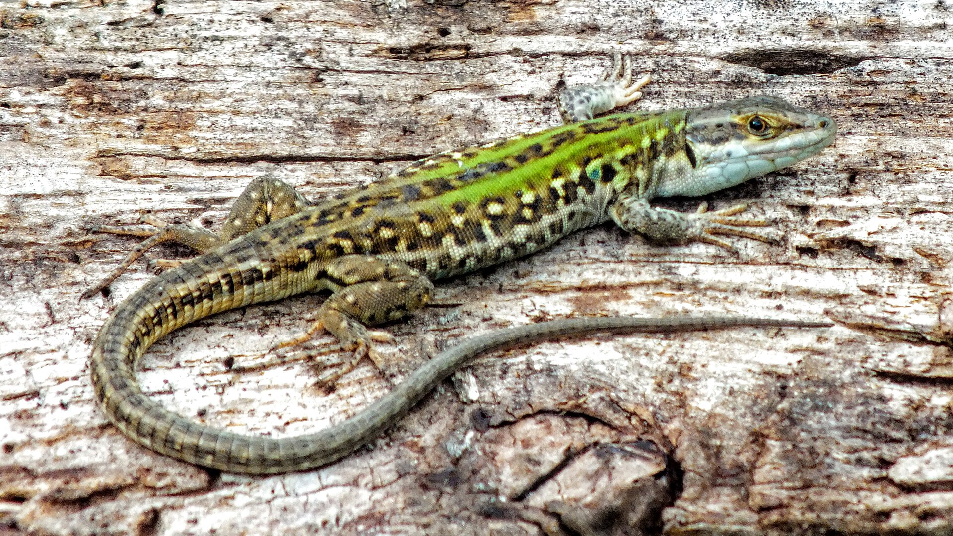 Lucertola campestre