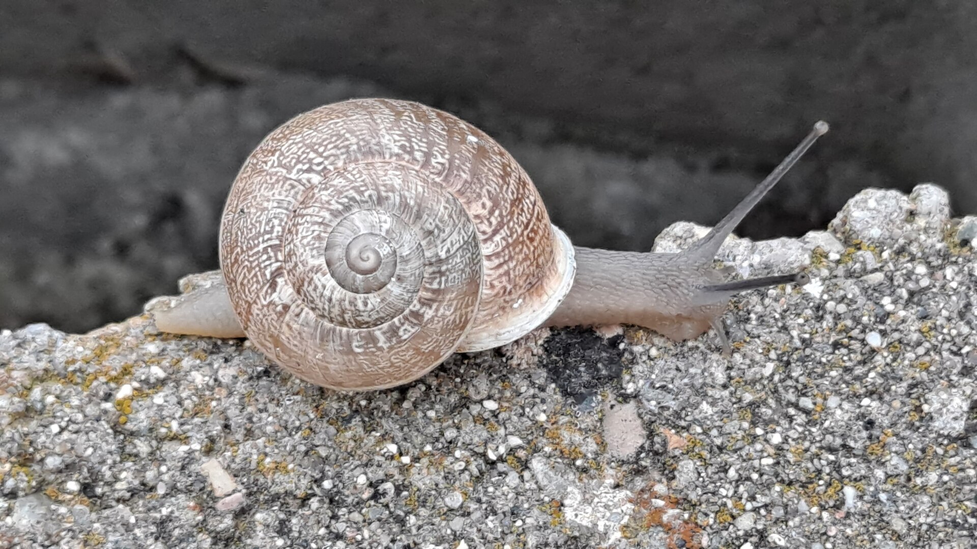 Chiocciola fasciata mediterranea