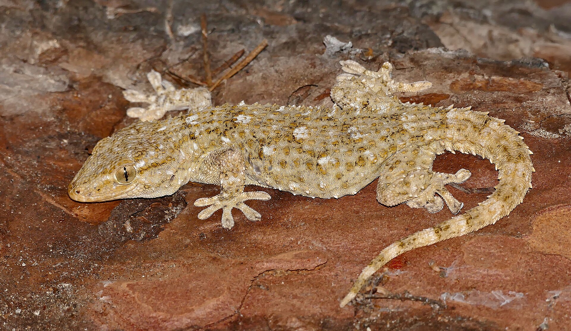 Tarantola muraiola