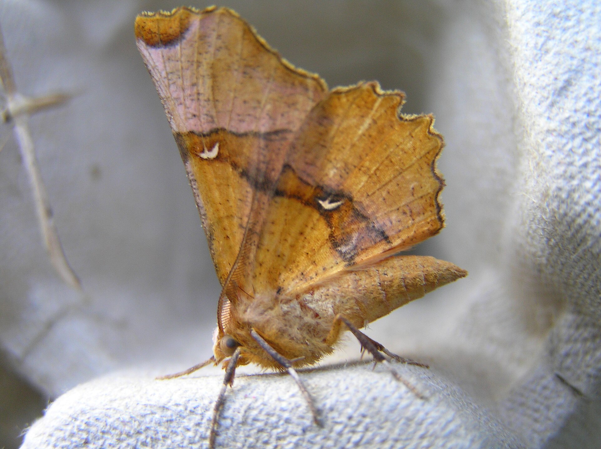Lunularia