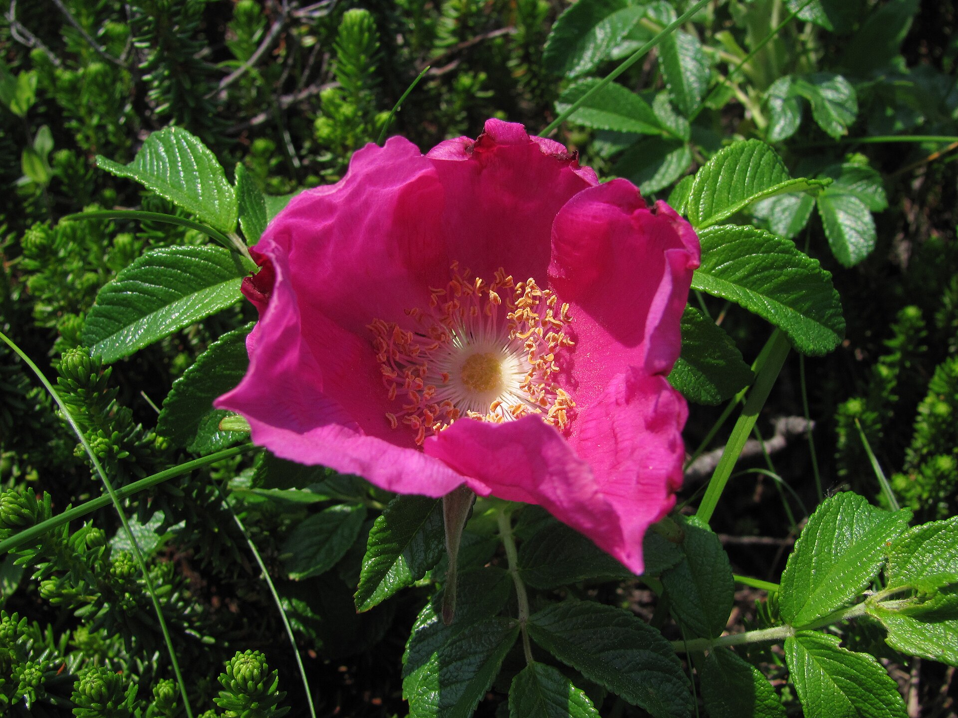 Rosa con foglie rugose