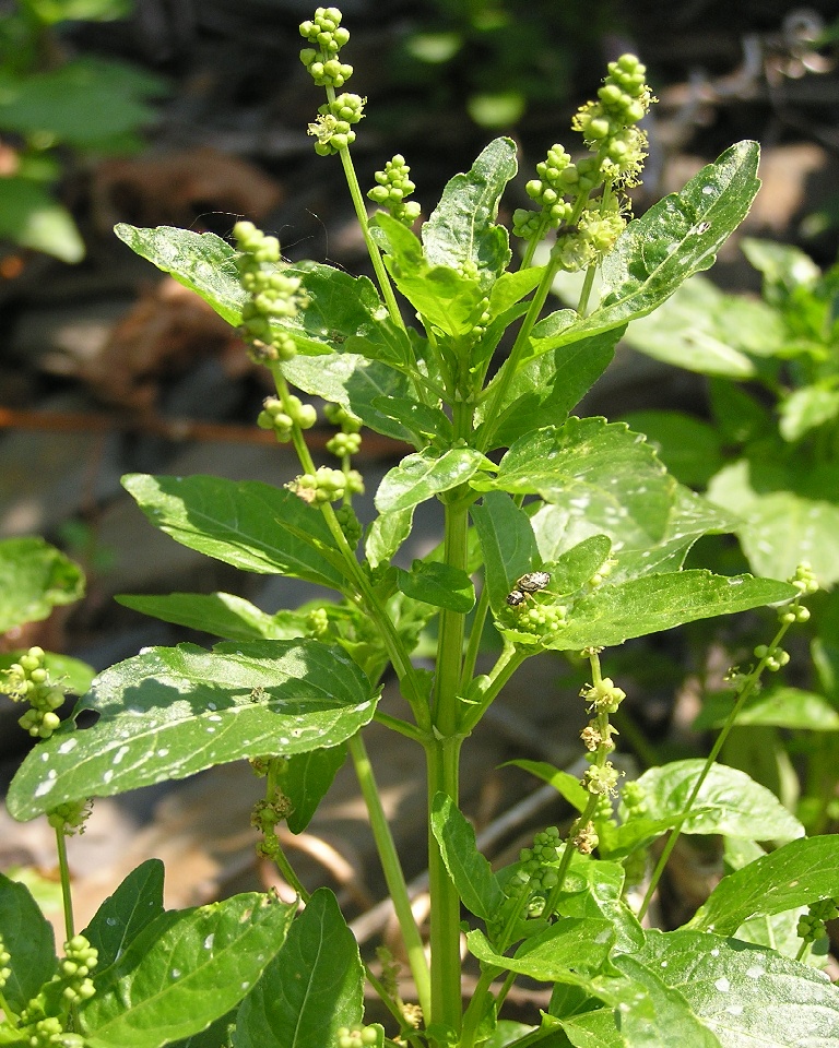 Mercorella comune