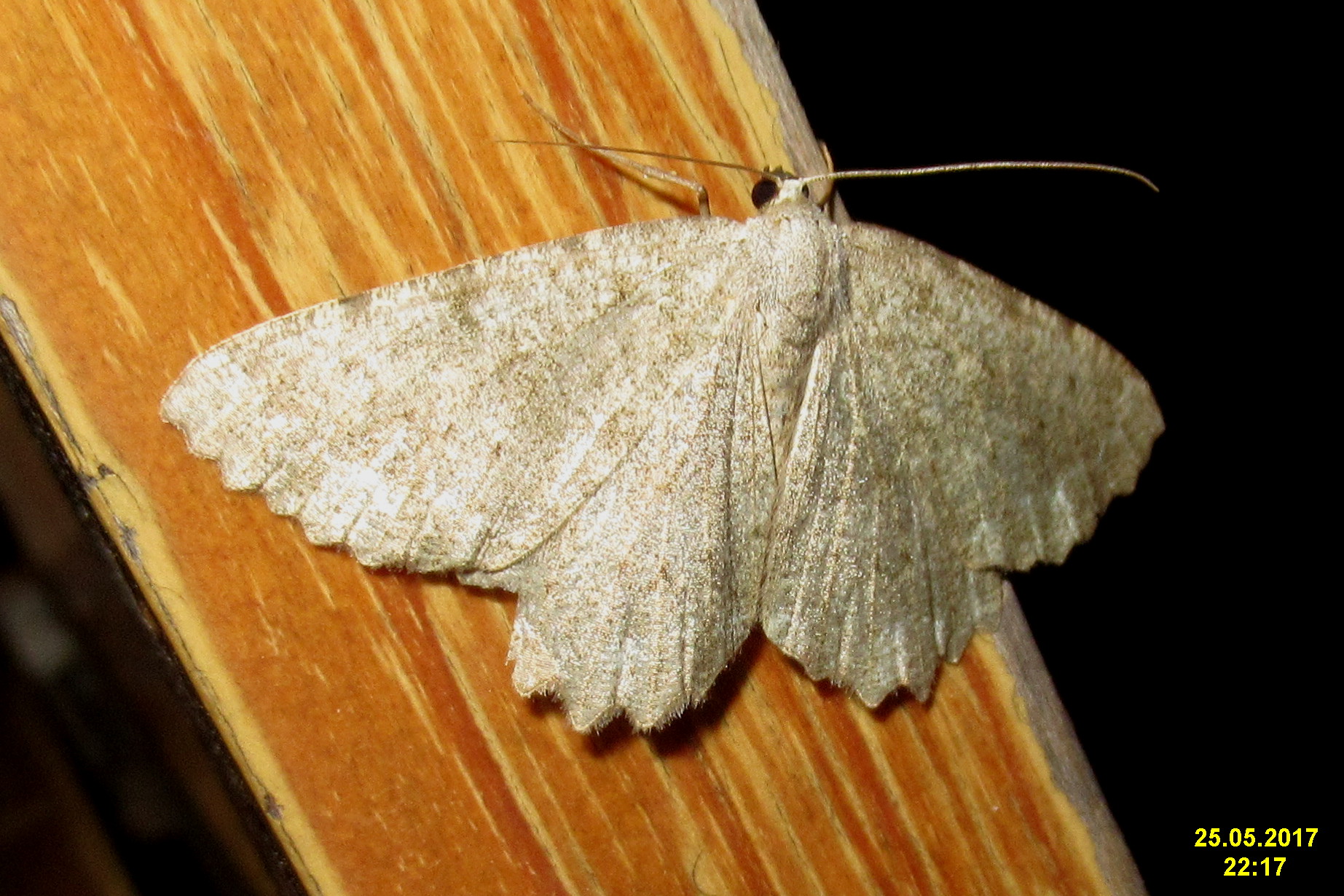 Gnophos sartata