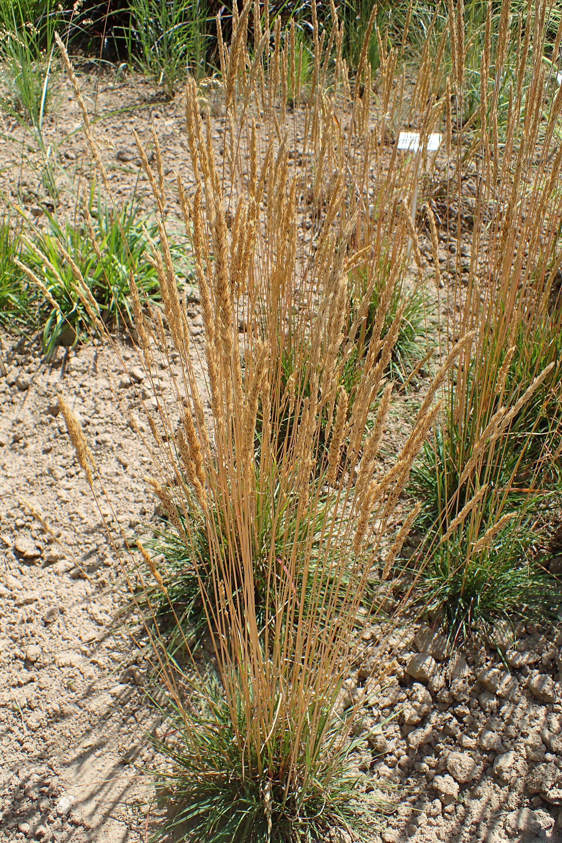 Koeleria splendens