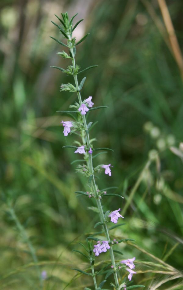 Issopo meridionale