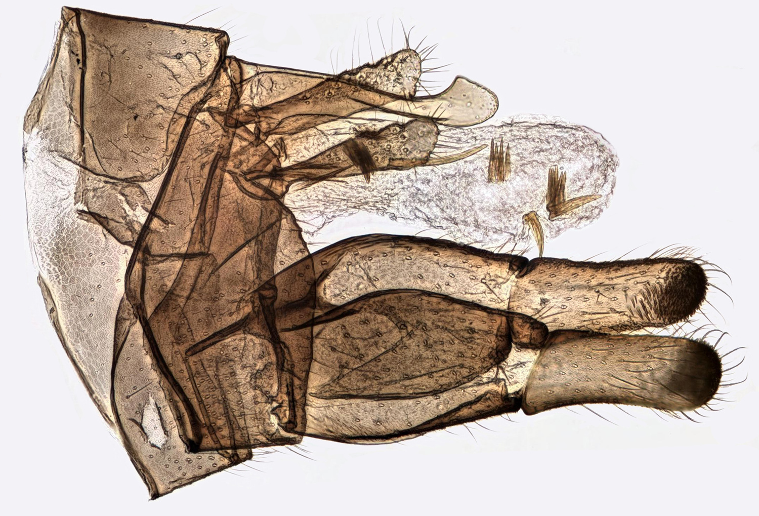 Wormaldia occipitalis