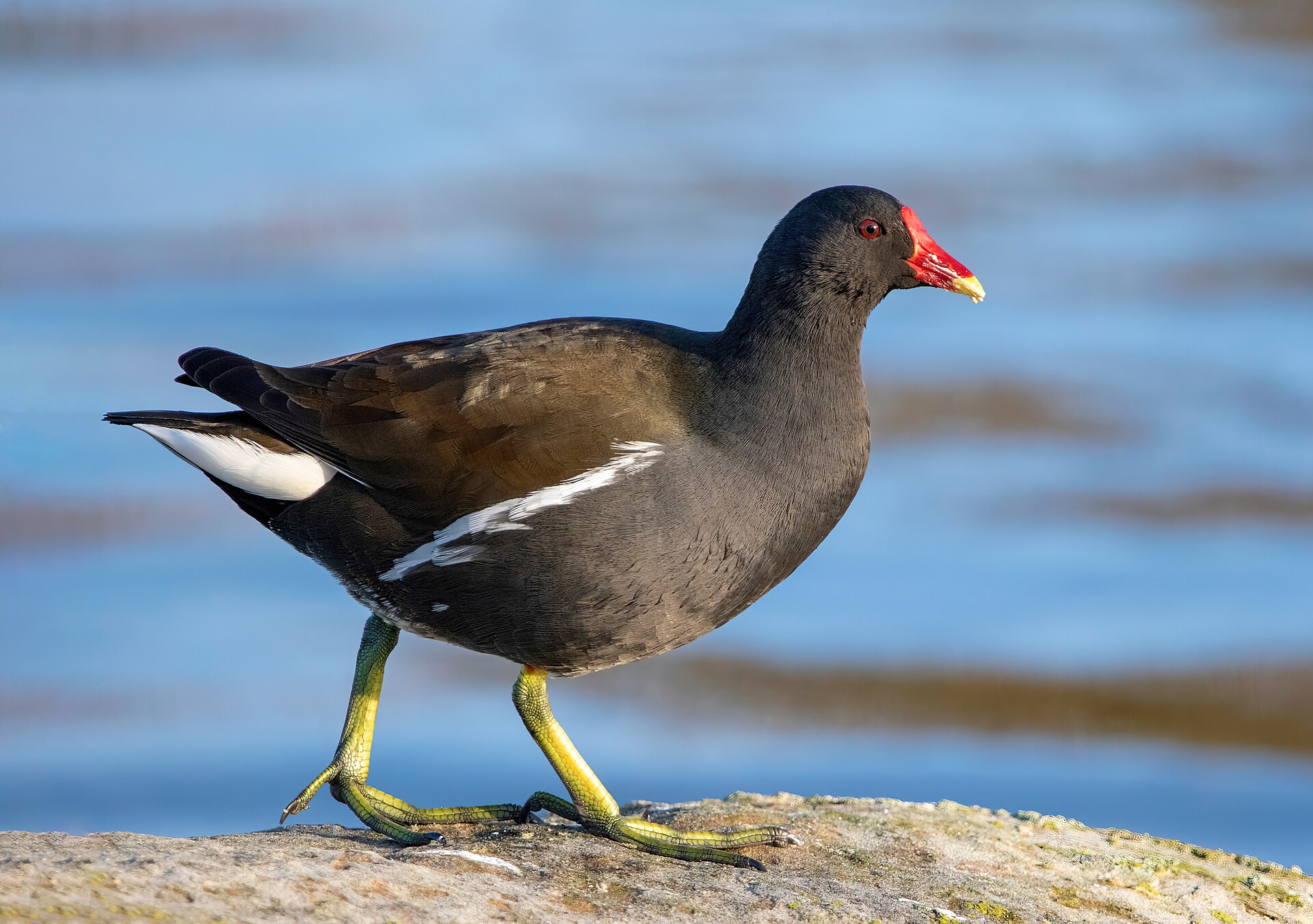 Gallinella d'acqua