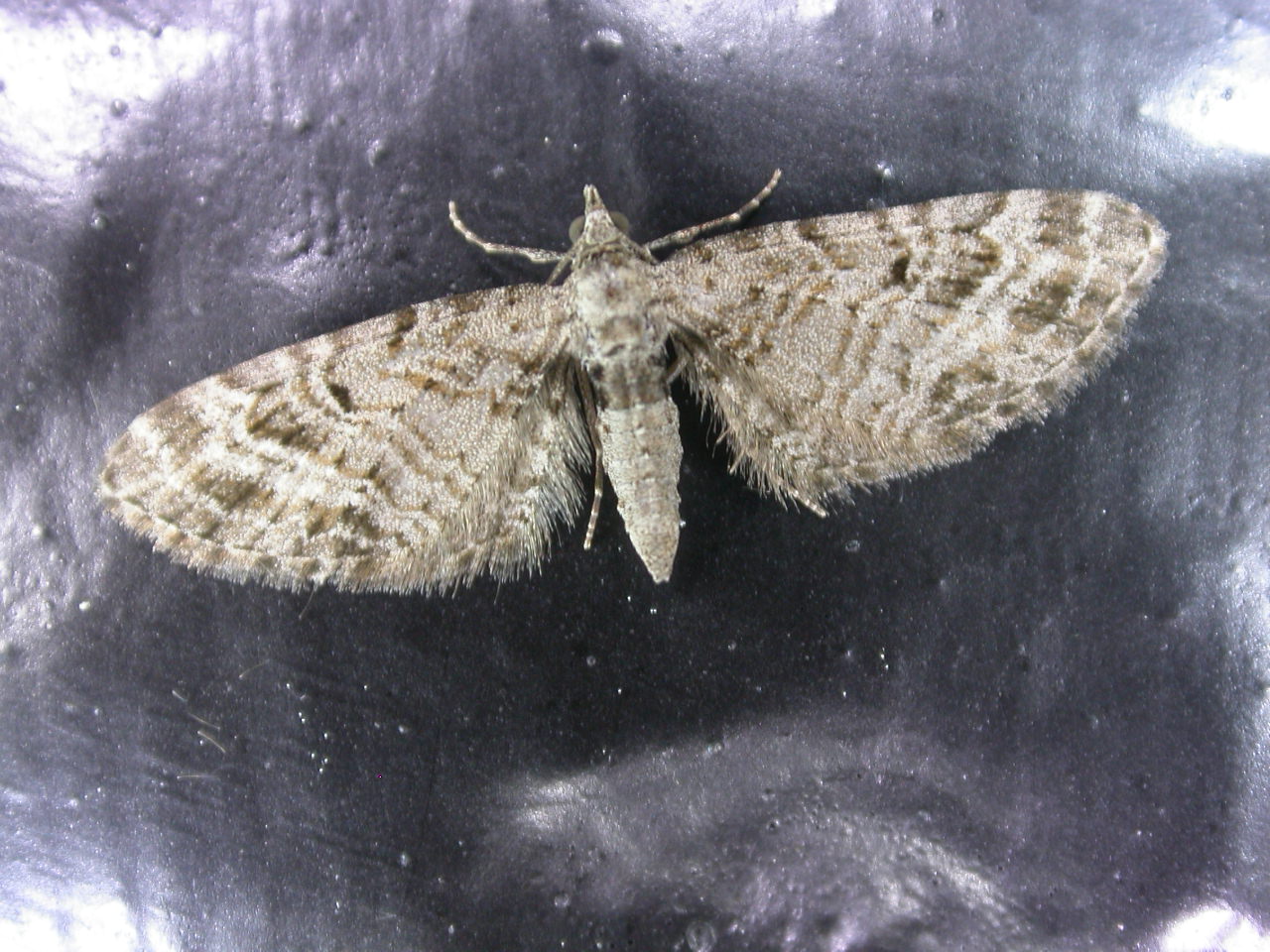 Eupithecia dodoneata