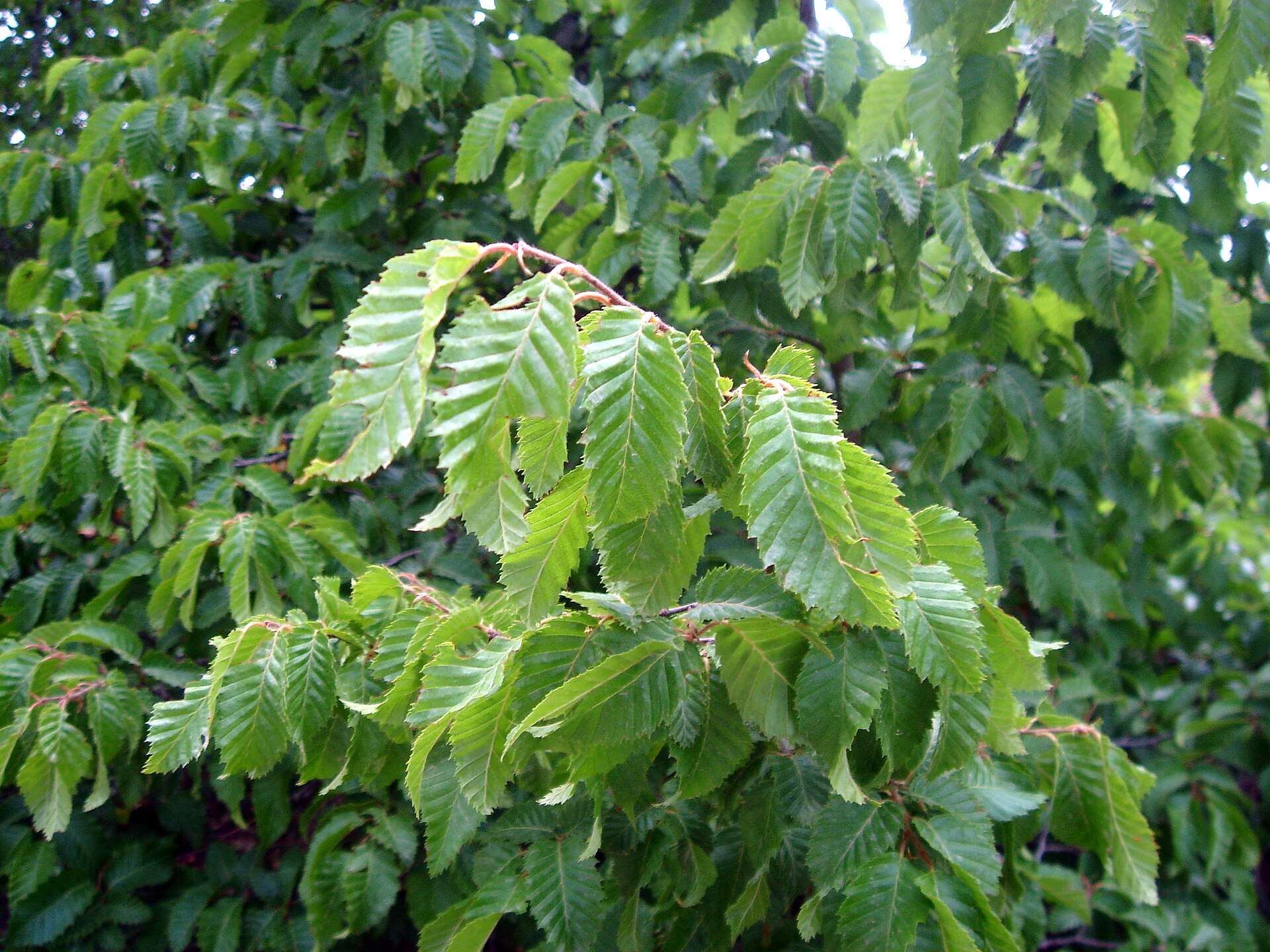 Carpino orientale