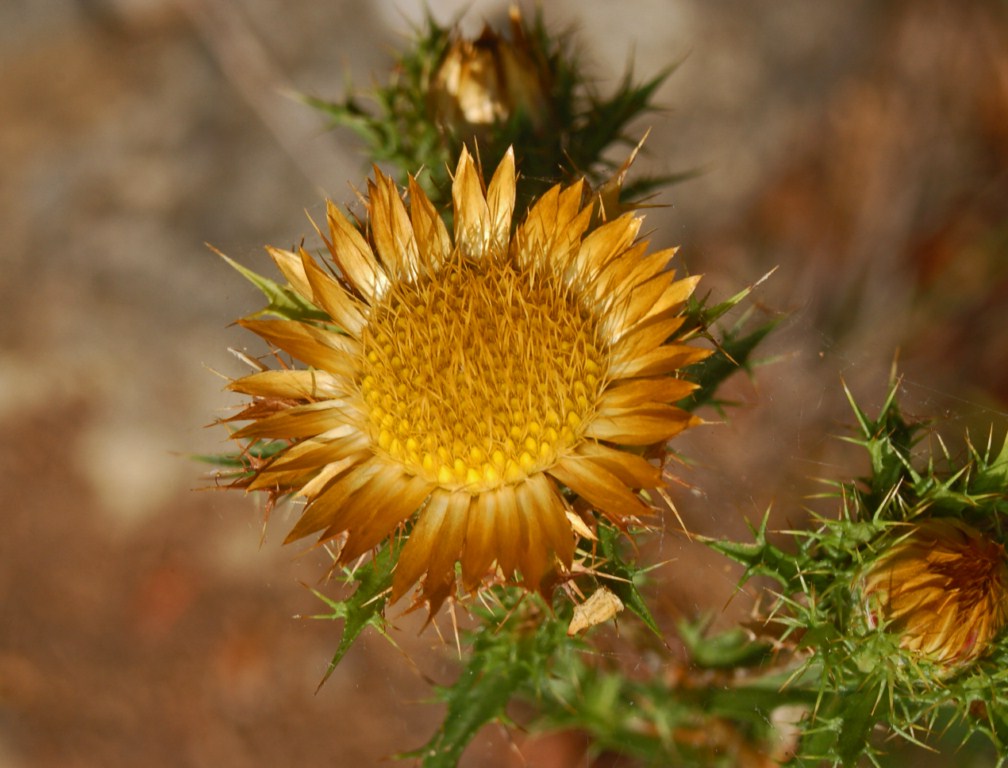 Carlina corymbosa