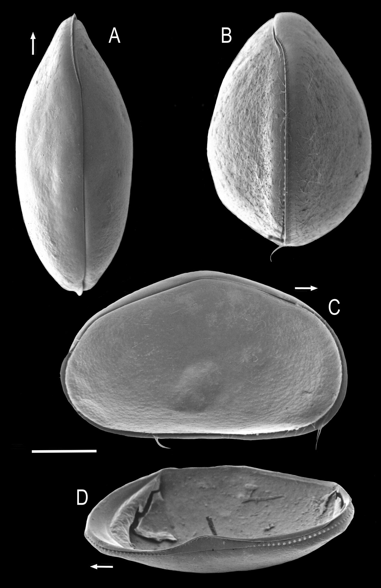 Heterocypris salina