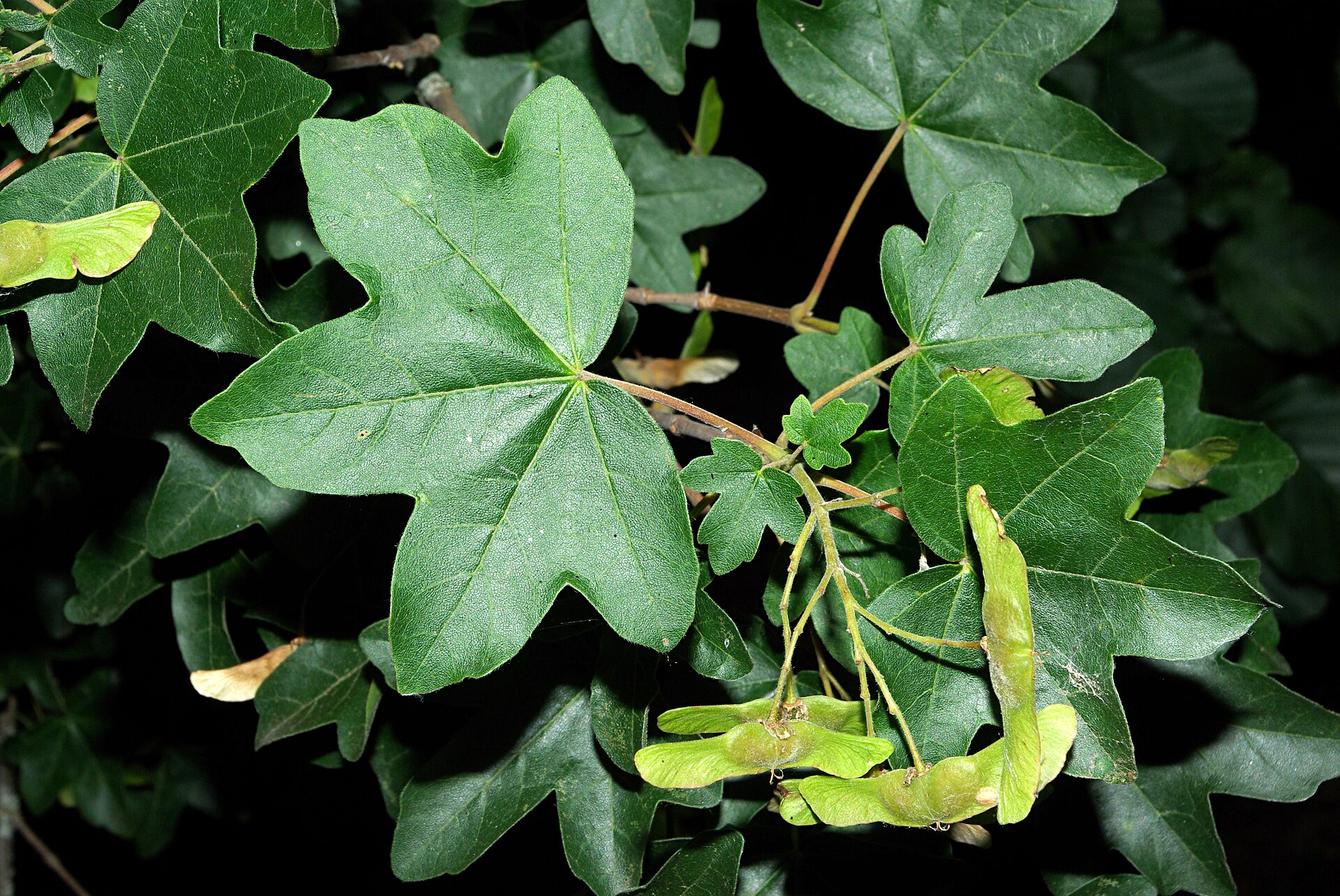 Acero oppio