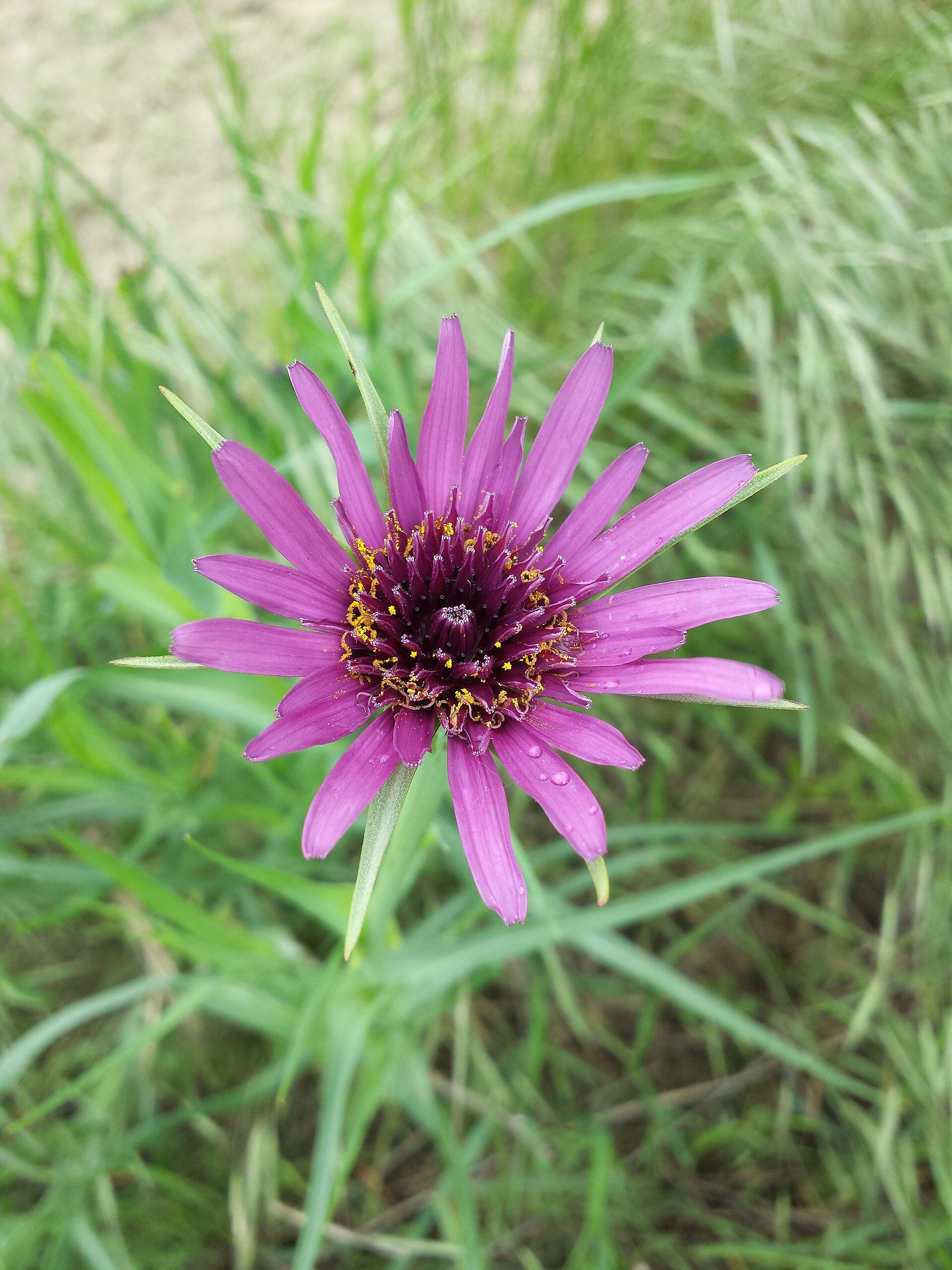 Barba di Becco violetta
