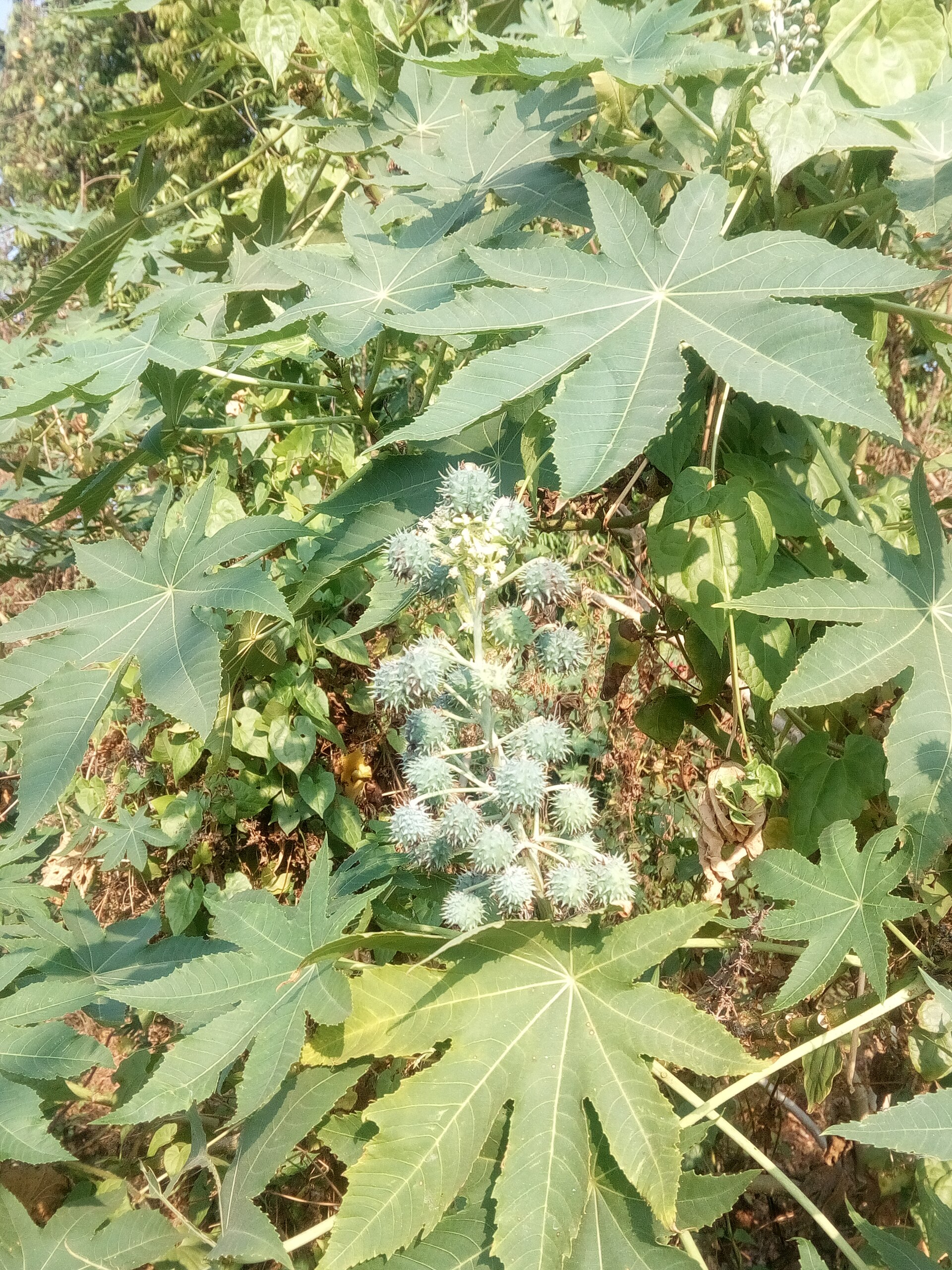 Ricinus communis
