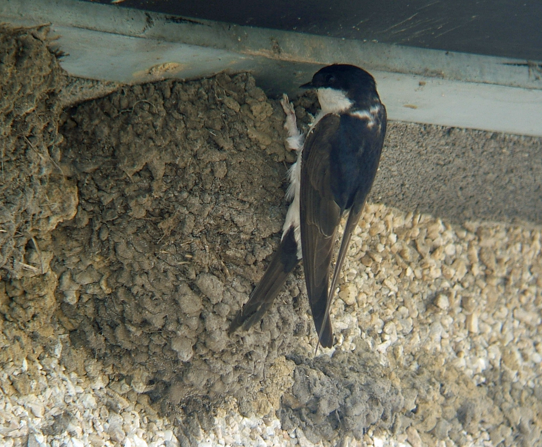 Balestruccio
