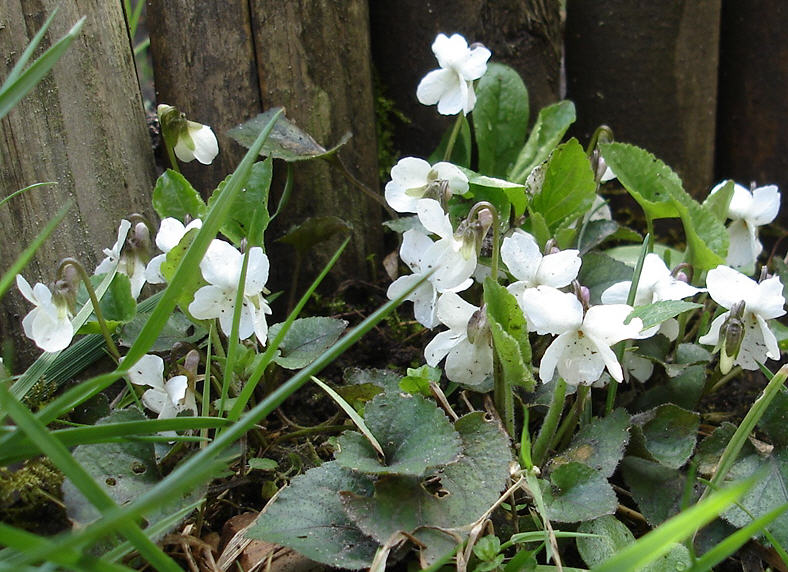 Viola bianca