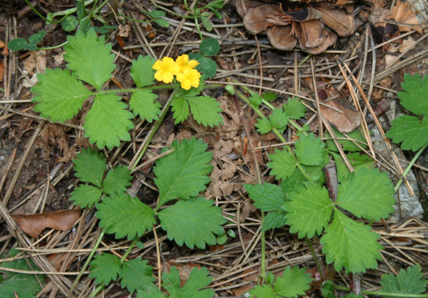 Agrimonia delle faggette