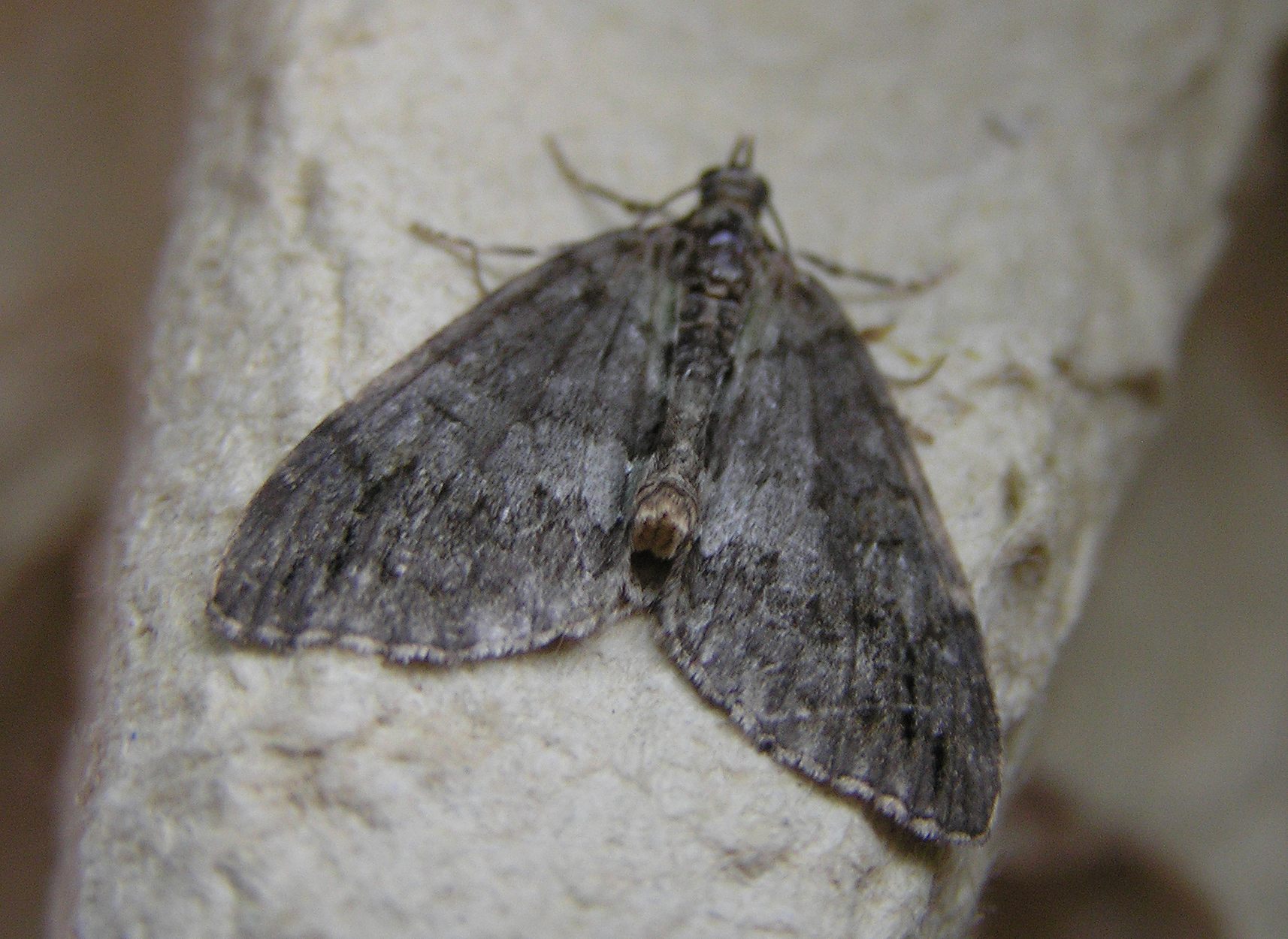 Hydriomena impluviata
