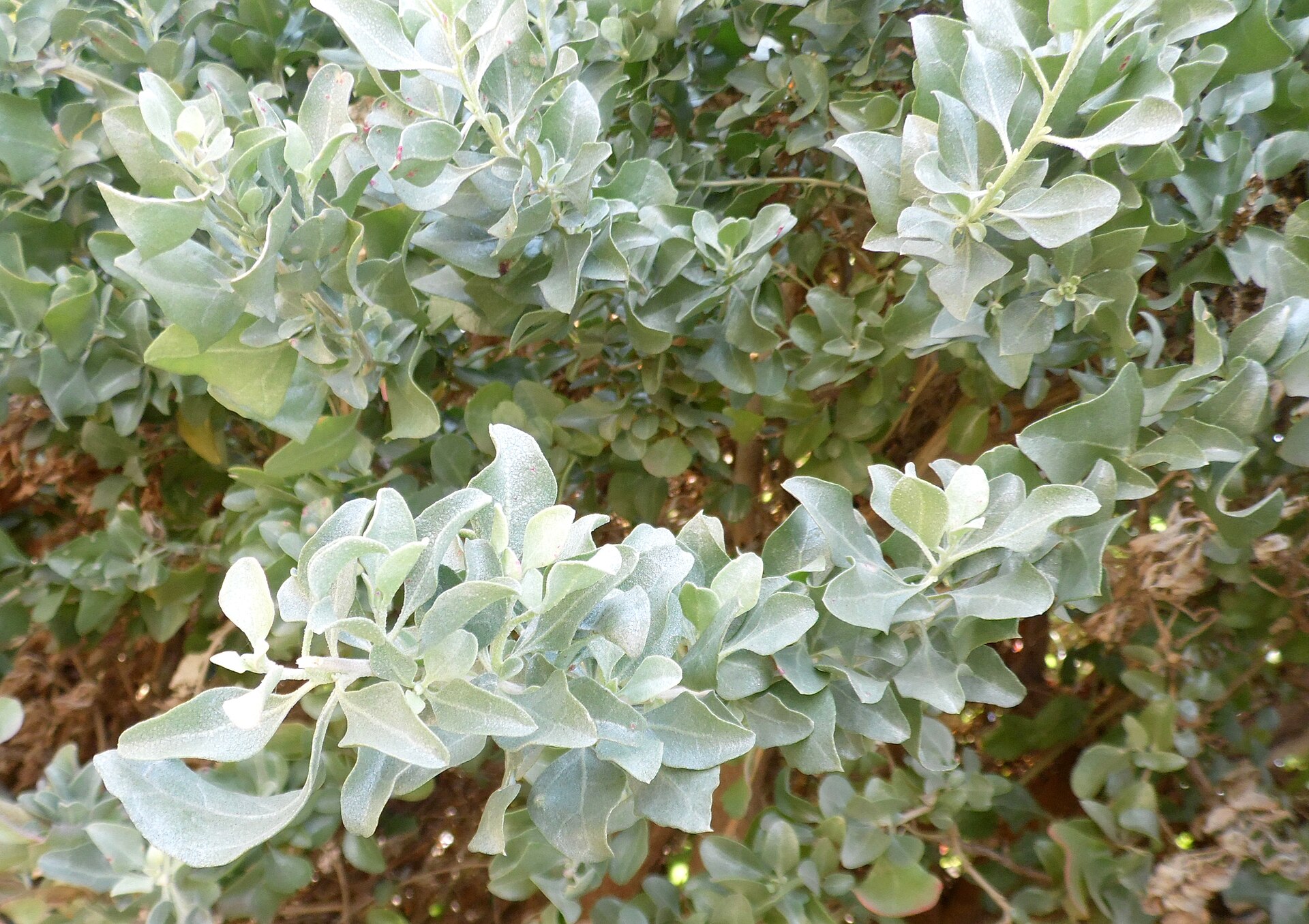 Atriplex halimus