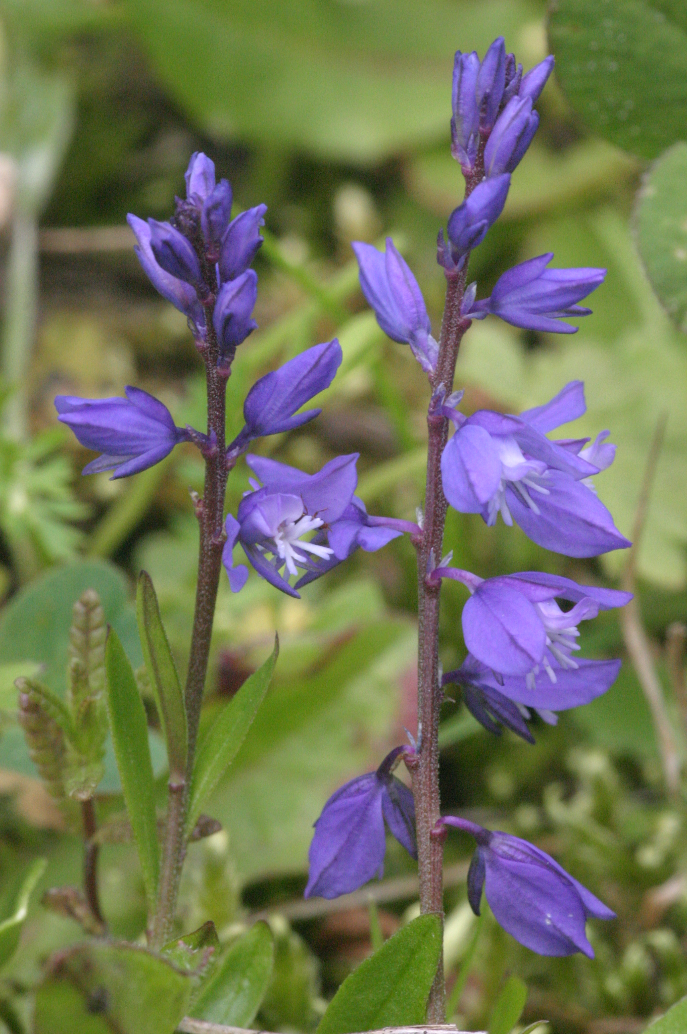 Poligala alpestre