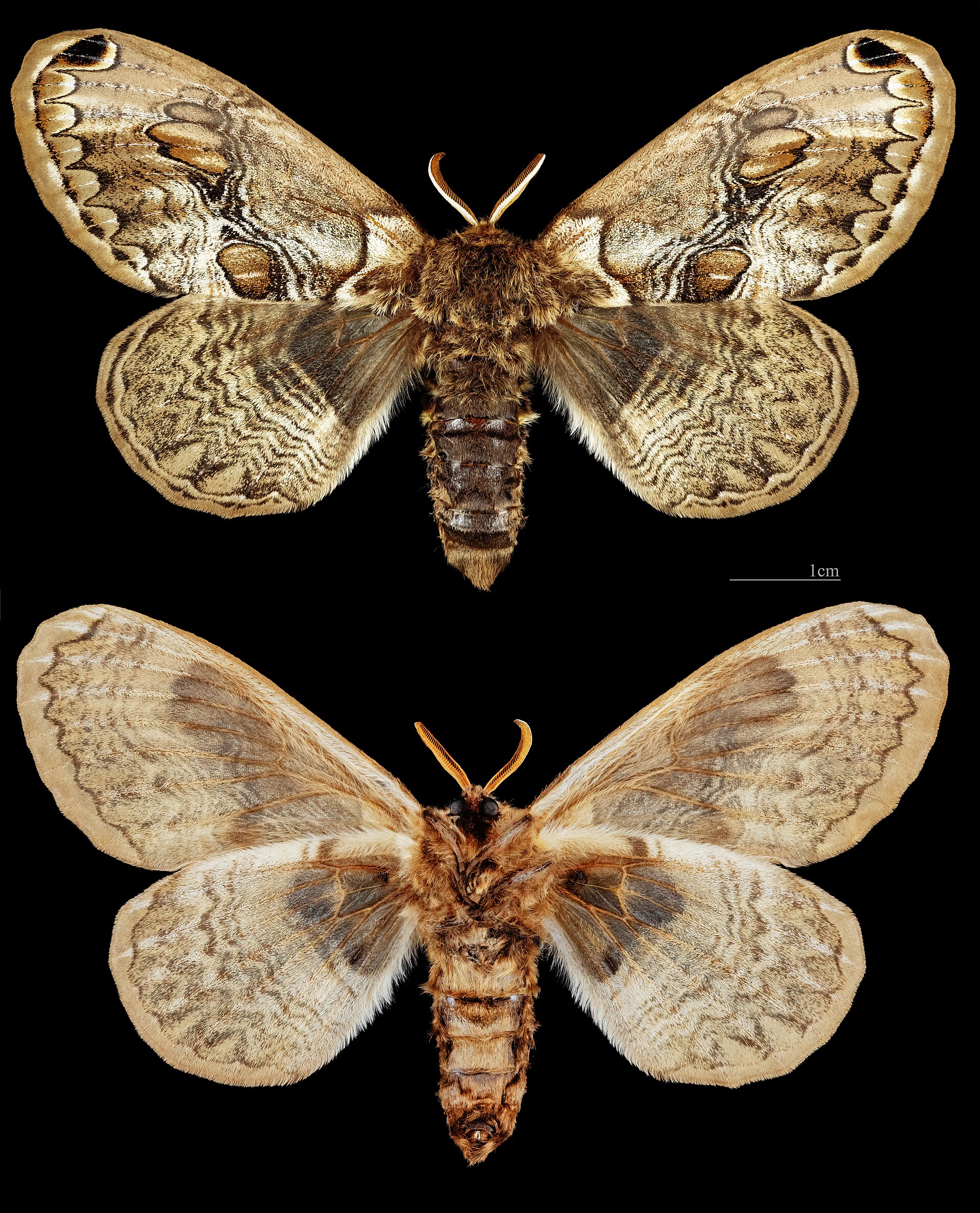 Acanthobrahmaea europaea