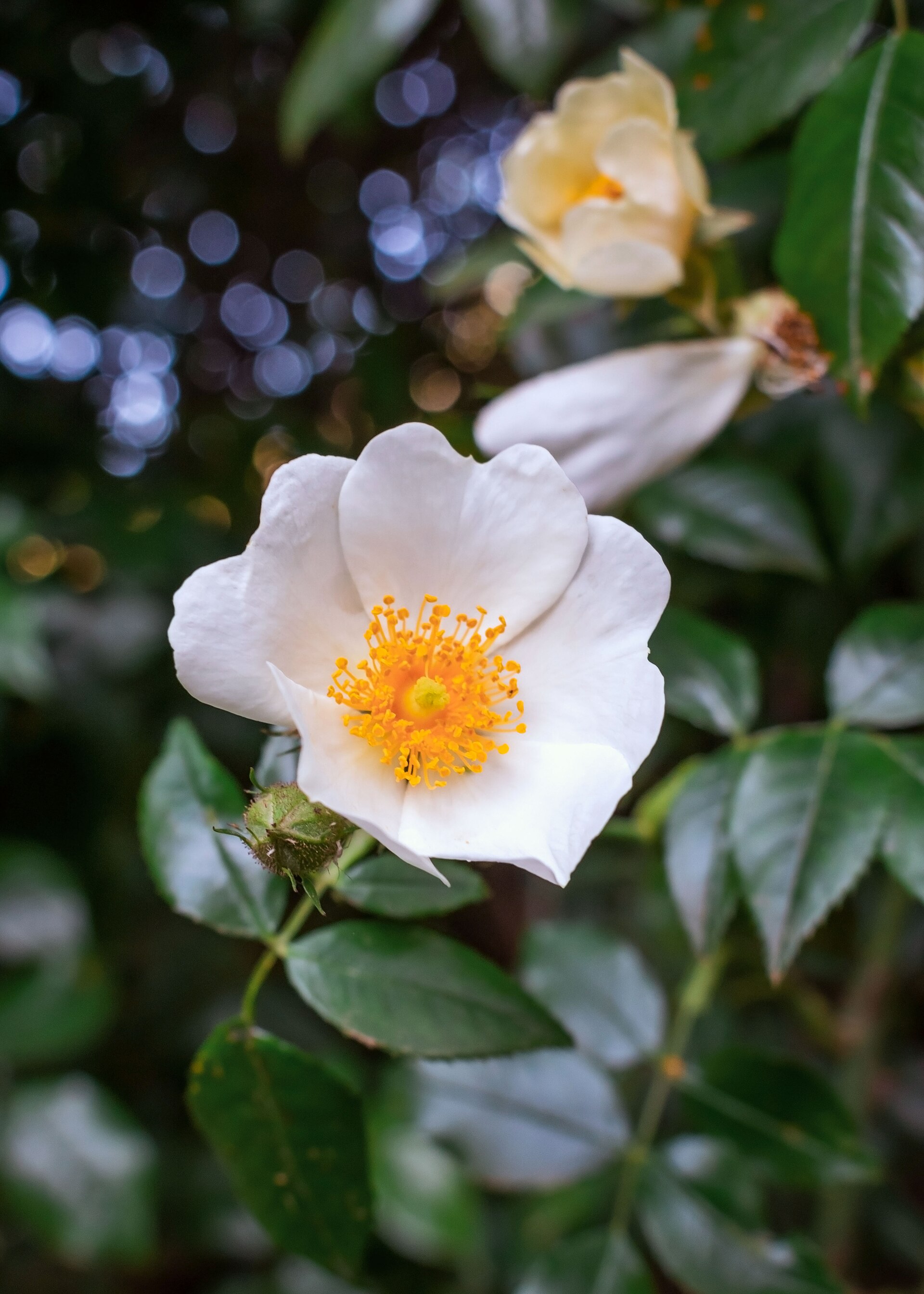 Rosa sempervirens