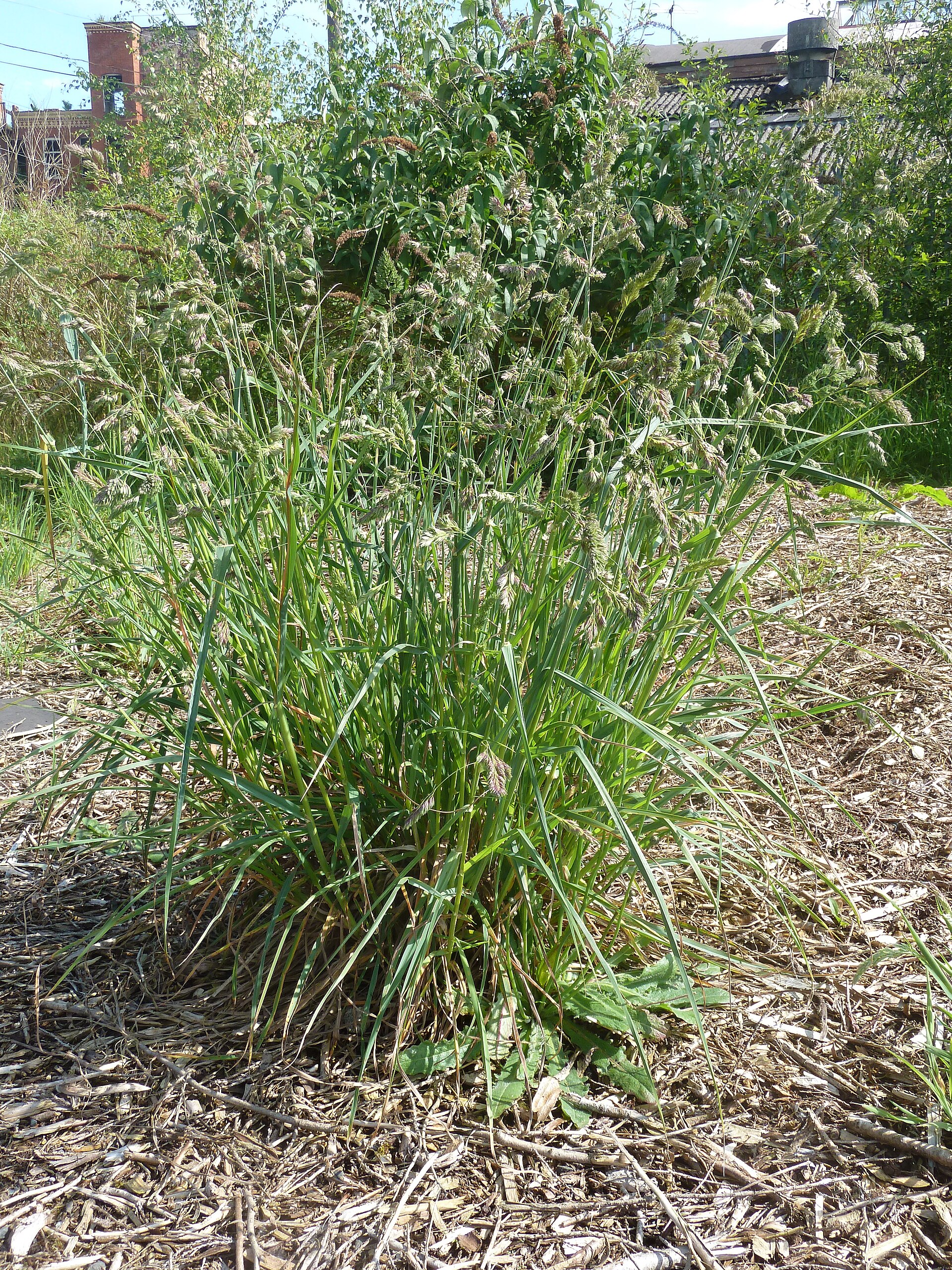 Erba mazzolina comune