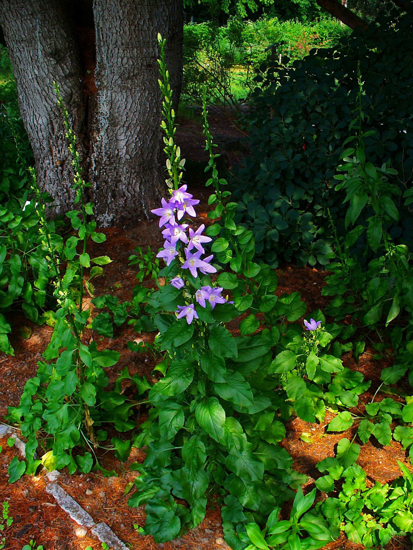 Campanula adriatica