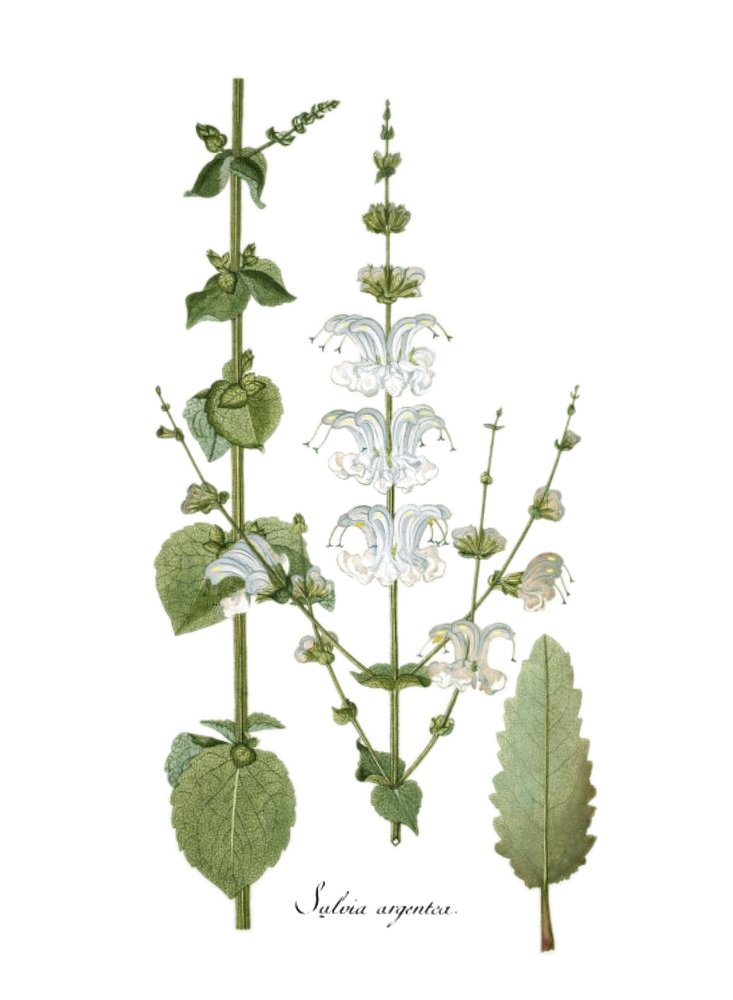 Salvia argentea