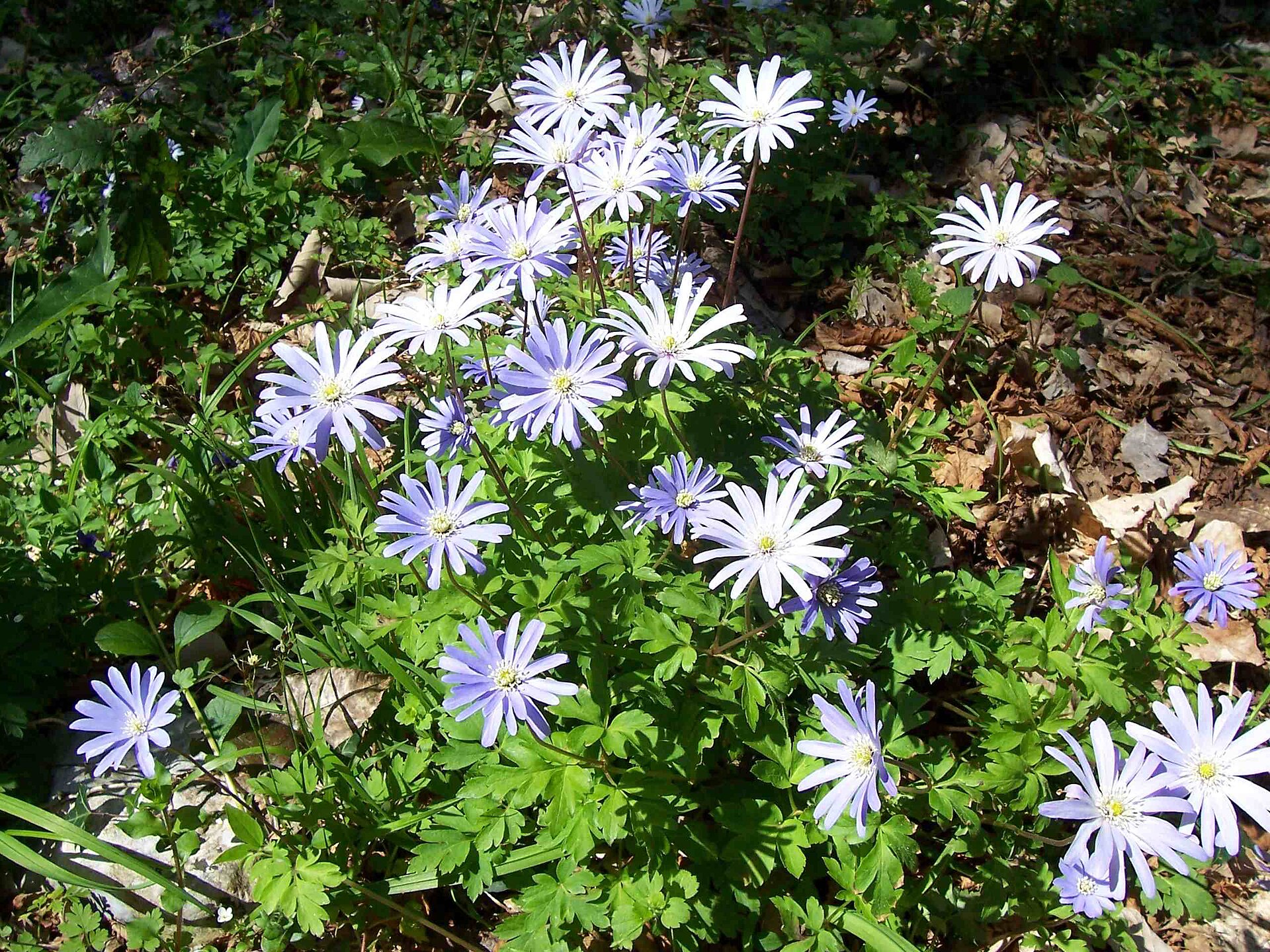 Anemone dell'Appennino