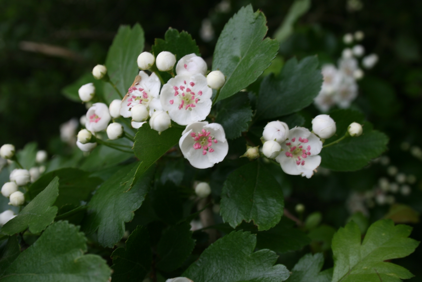 Biancospino selvatico