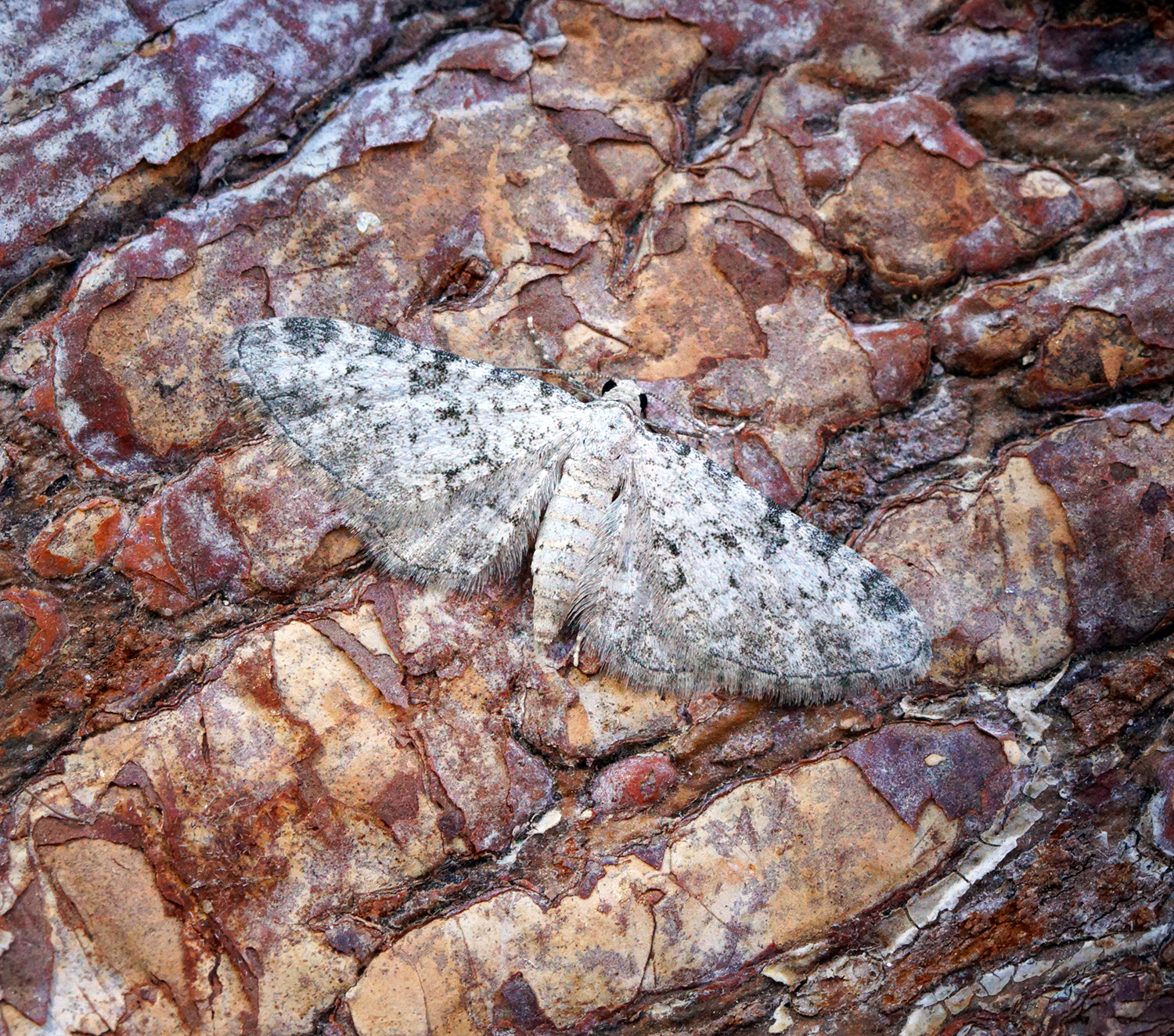 Eupithecia semigraphata