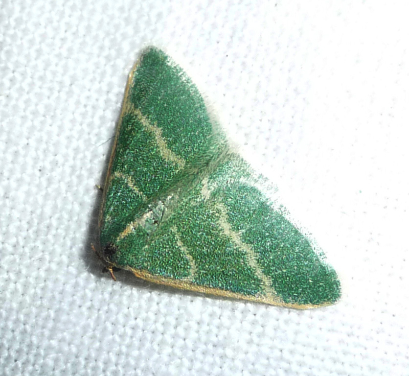 Microloxia herbaria