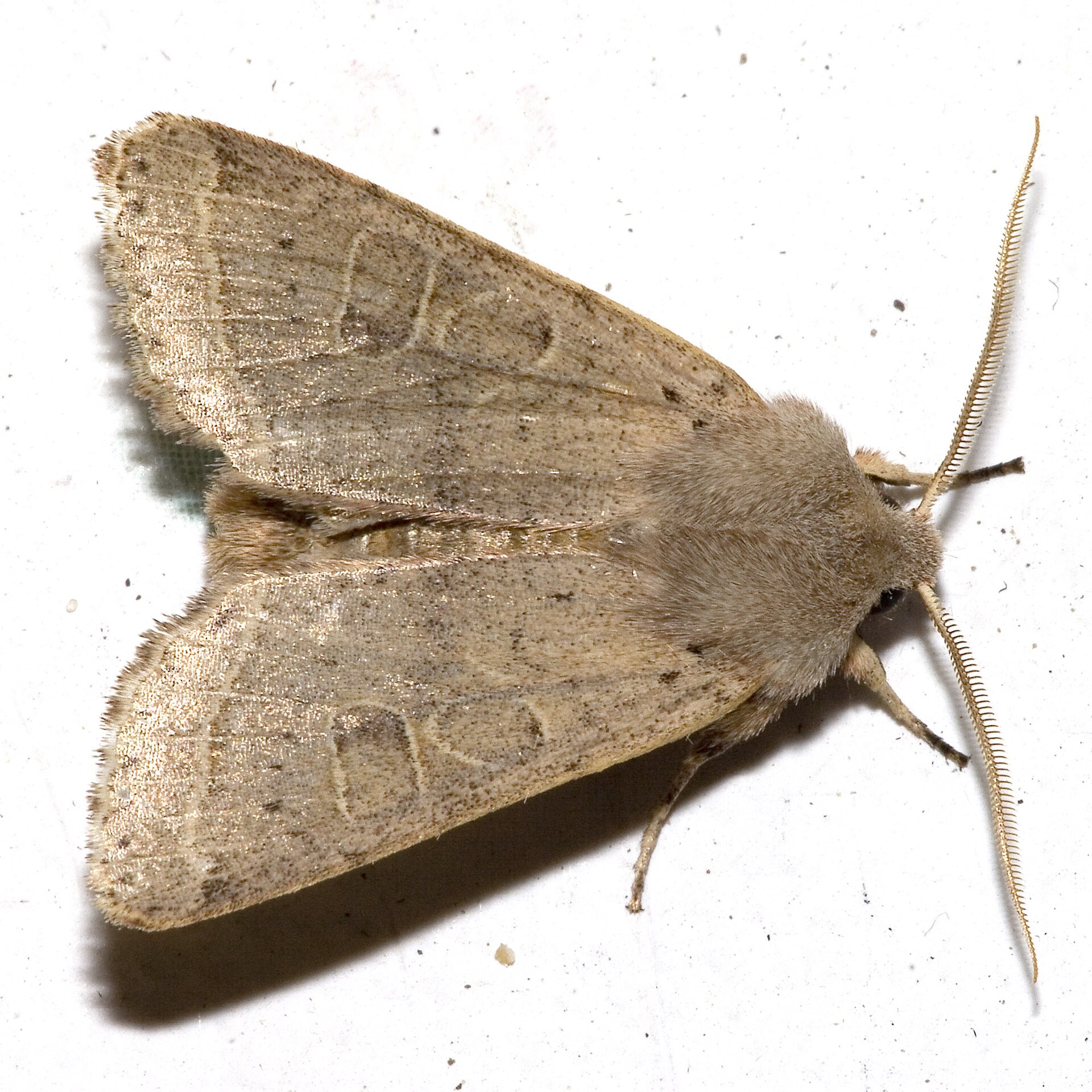 Orthosia cerasi