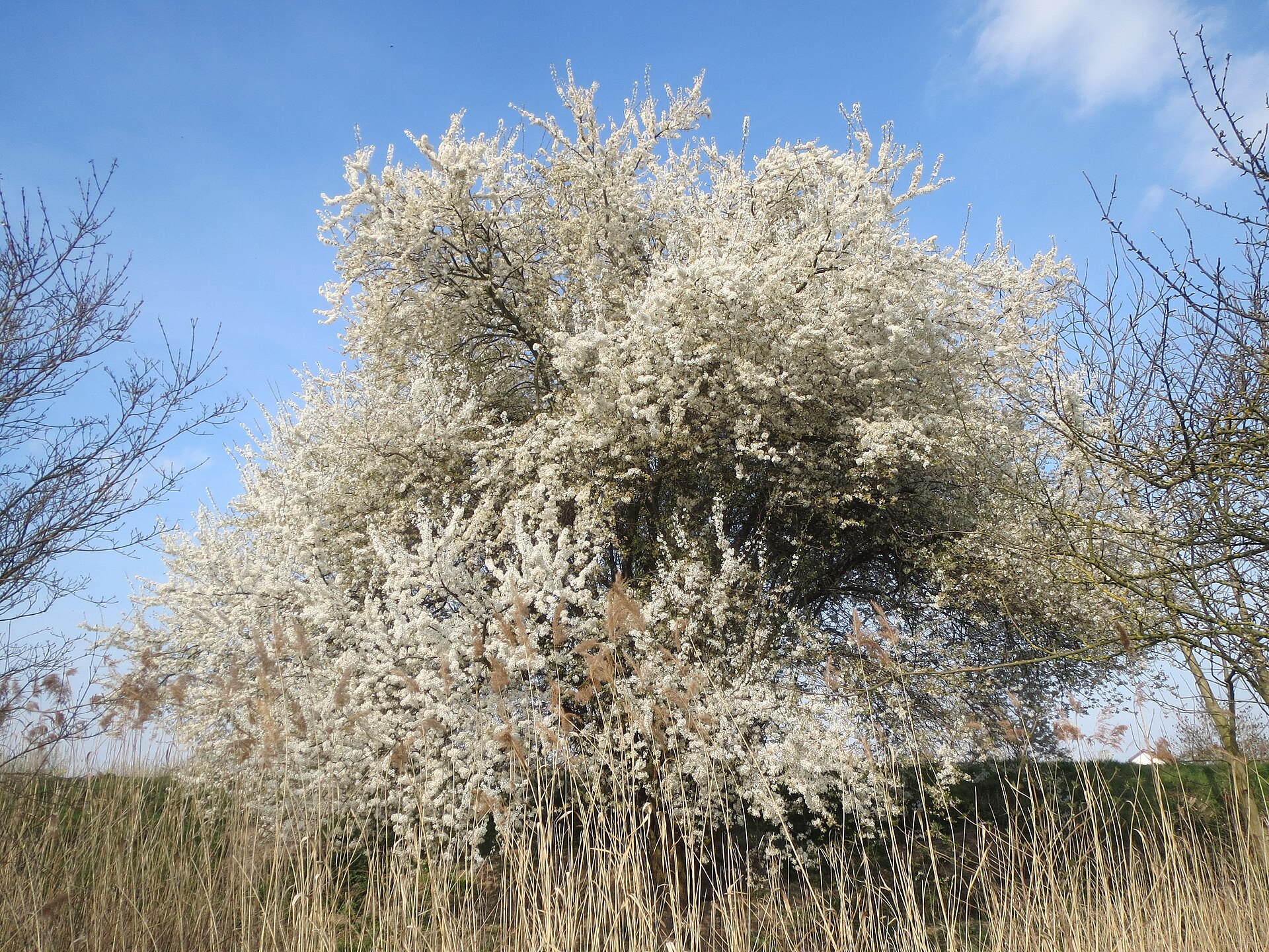 Mirabolano