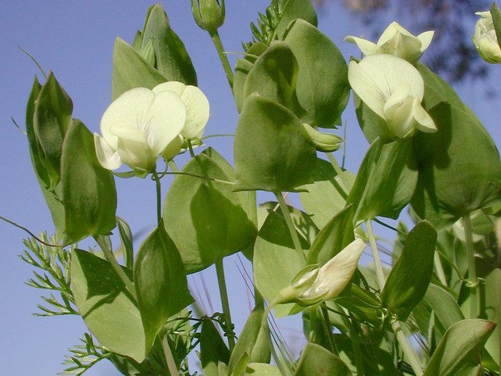 Cicerchia bastarda