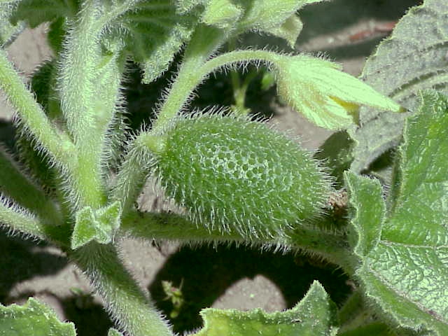 Cocomero asinino