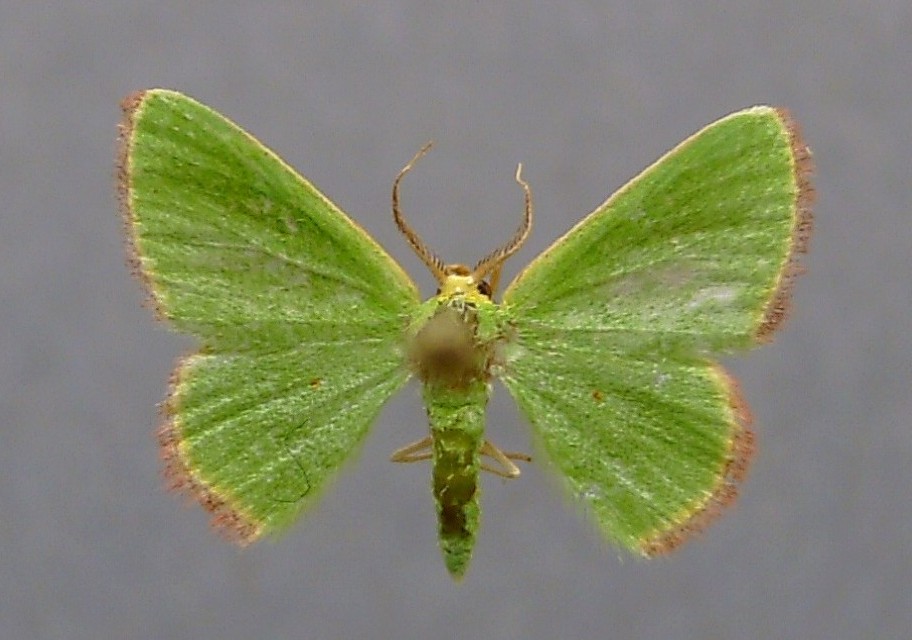 Eucrostes indigenata