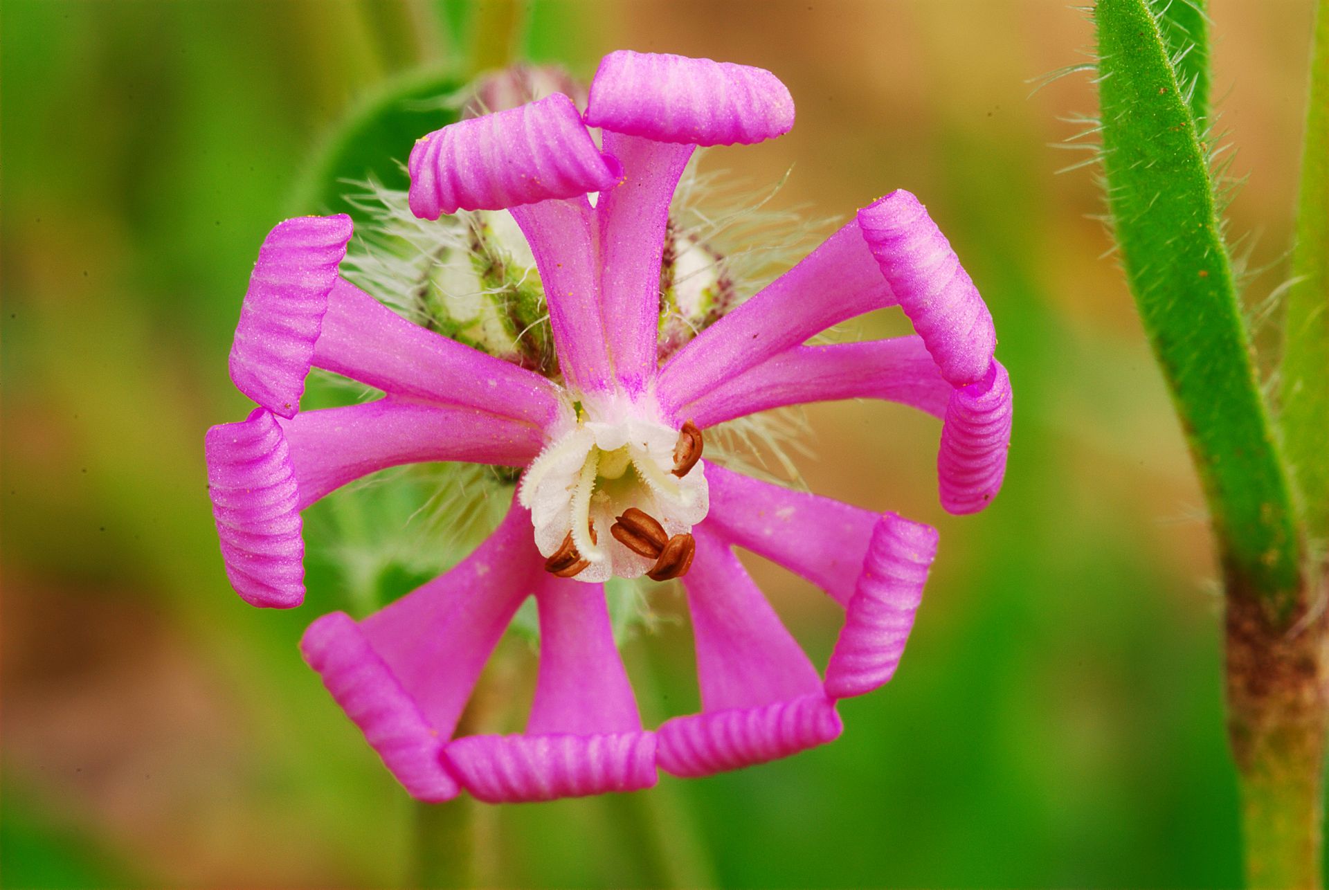 Silene colorata