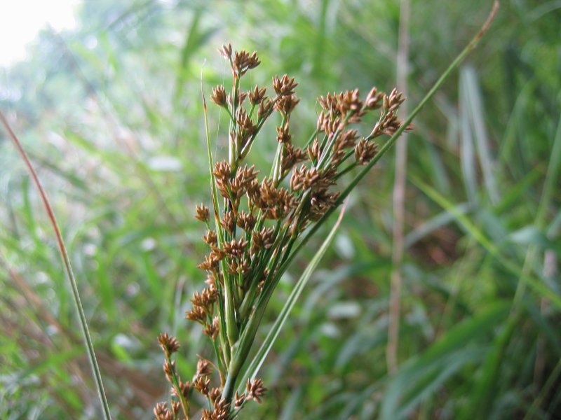 Falasco