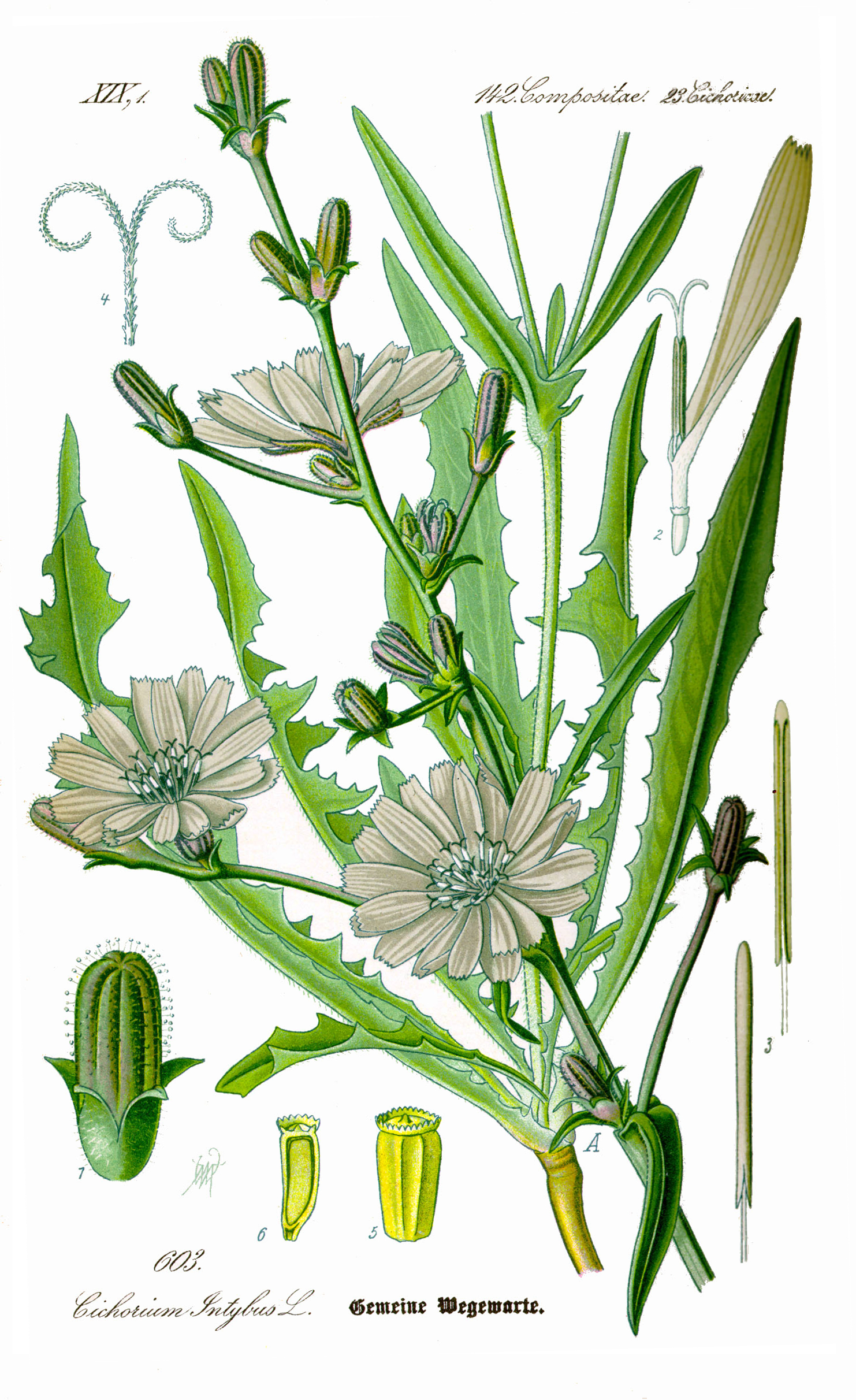 Cicoria comune